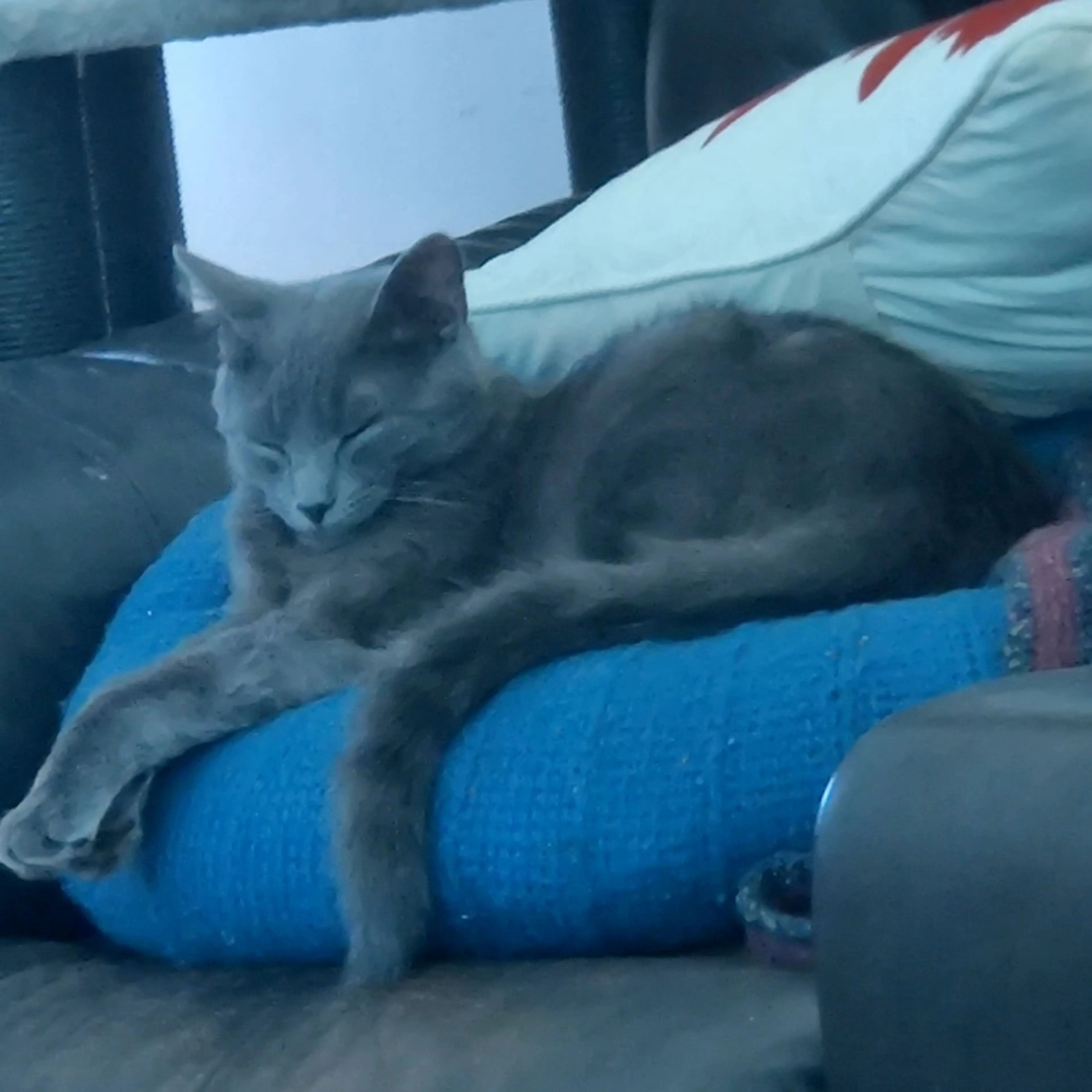 Found pet-9