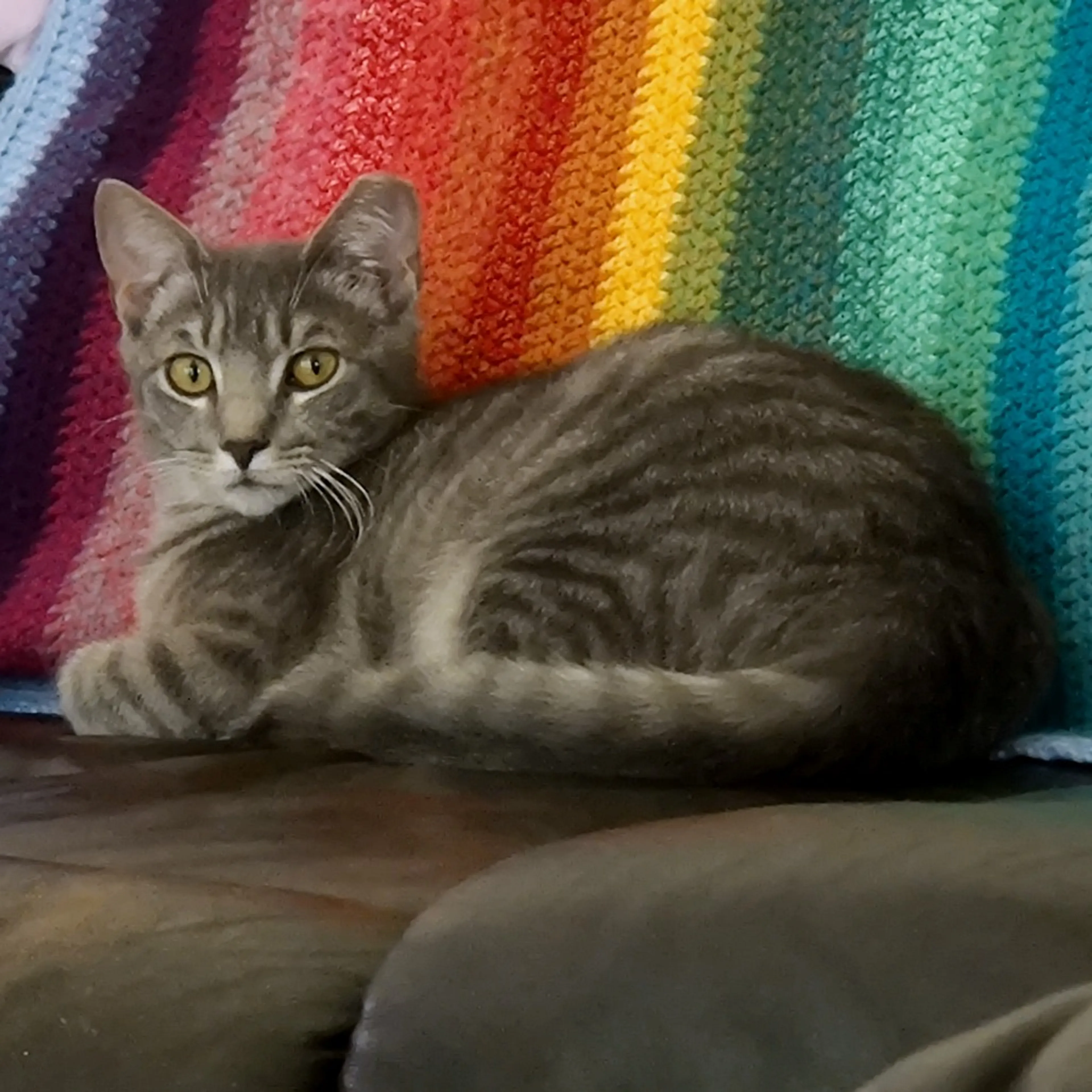 Found pet-12