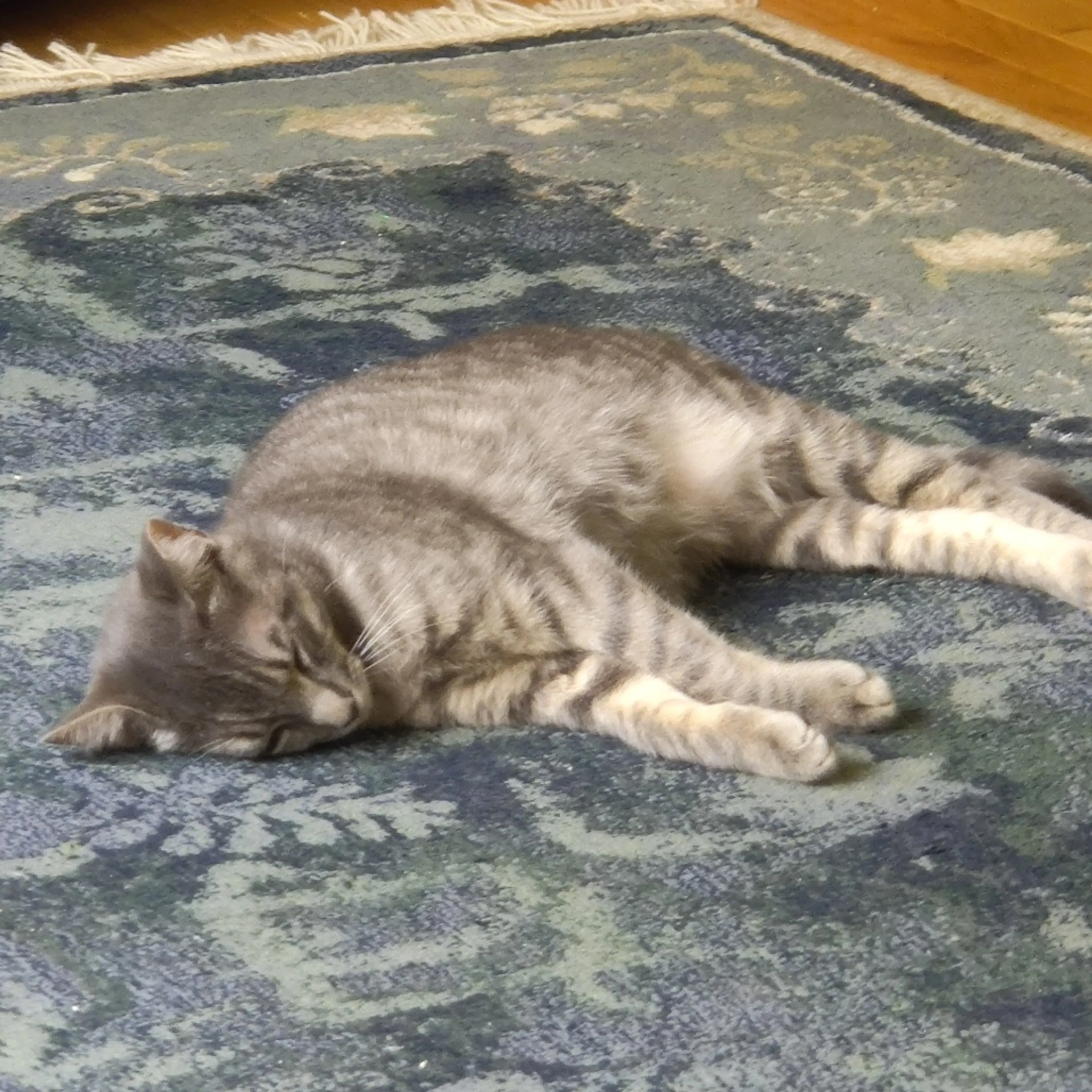 Found pet-10