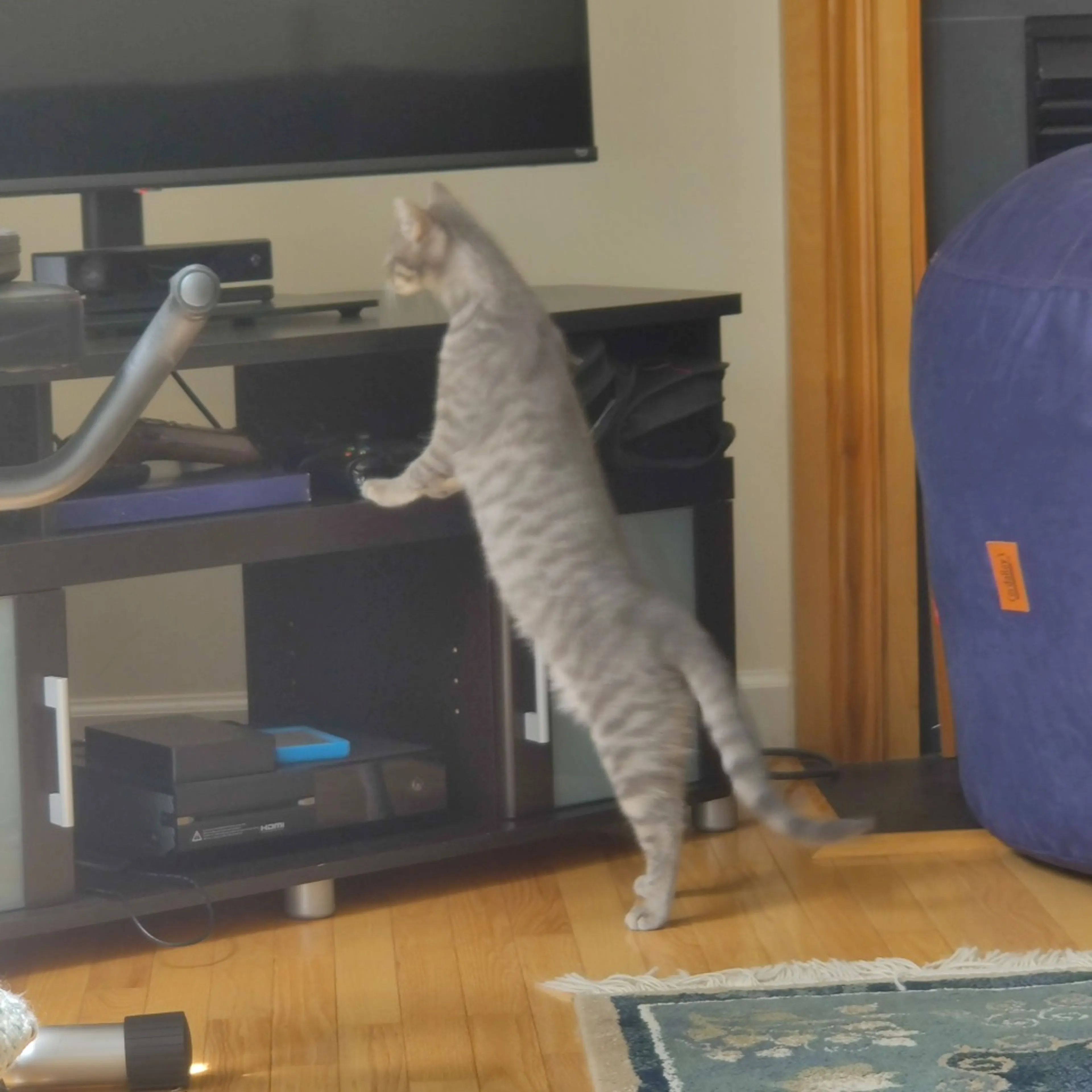 Found pet-9