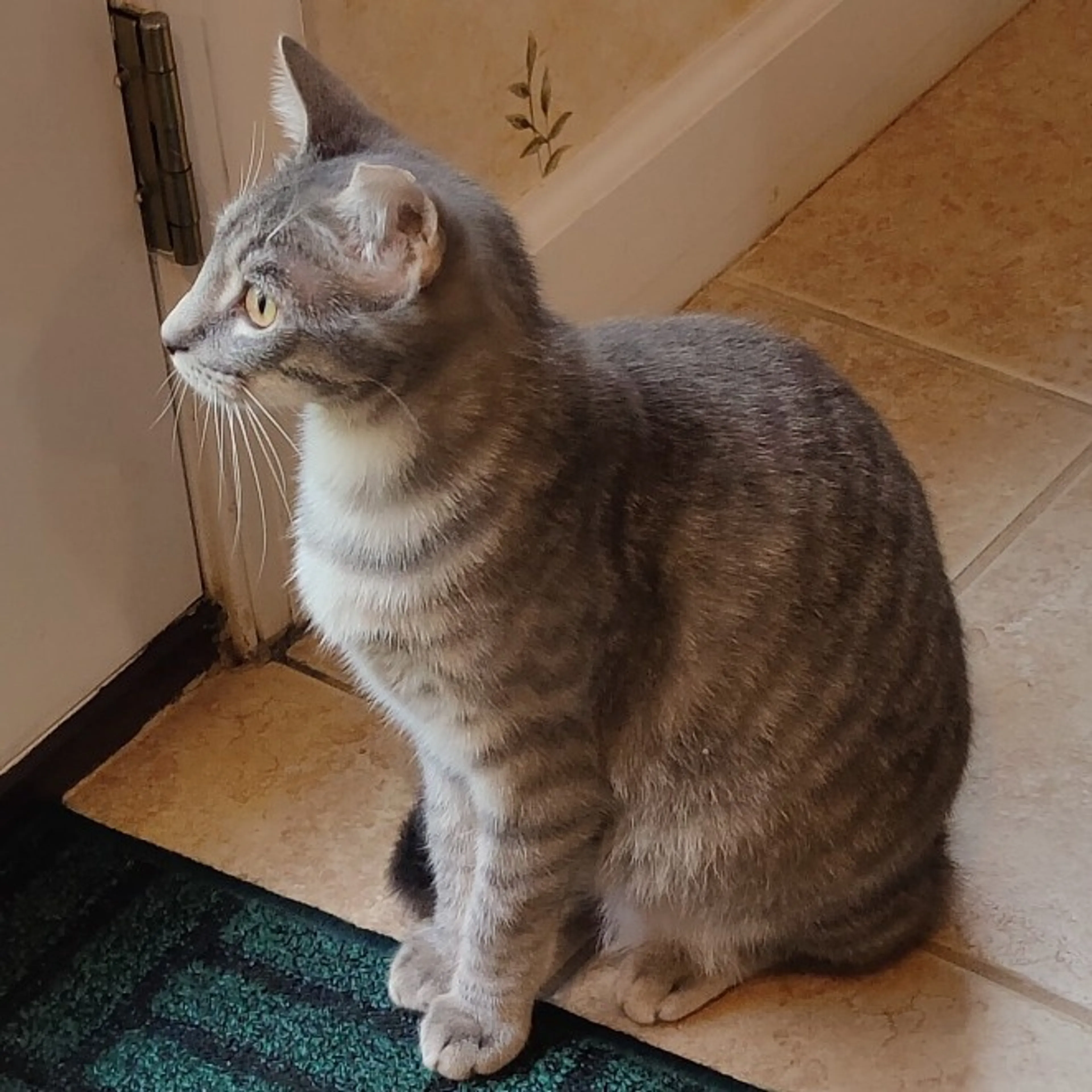 Found pet-8