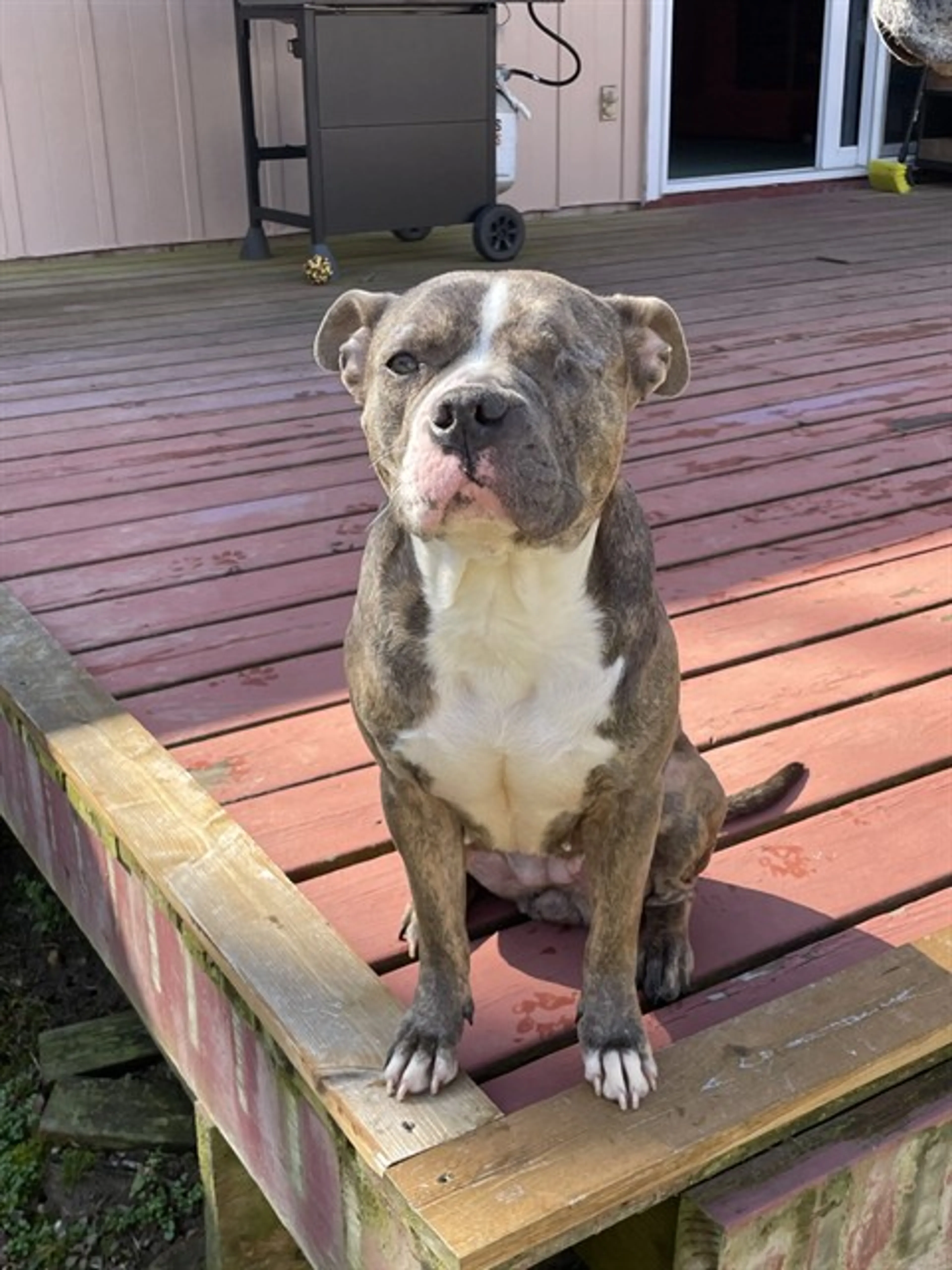Found pet