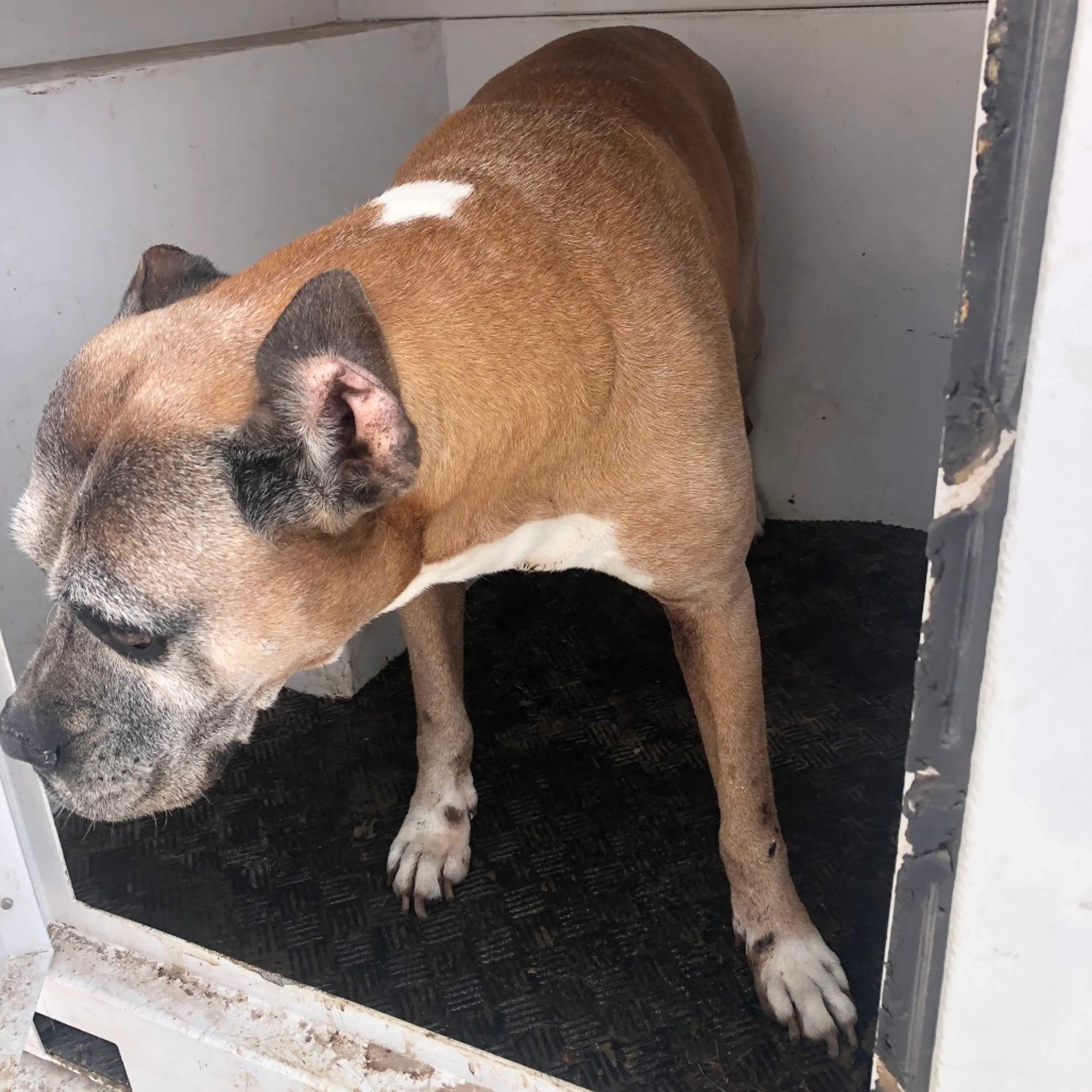 Found pet