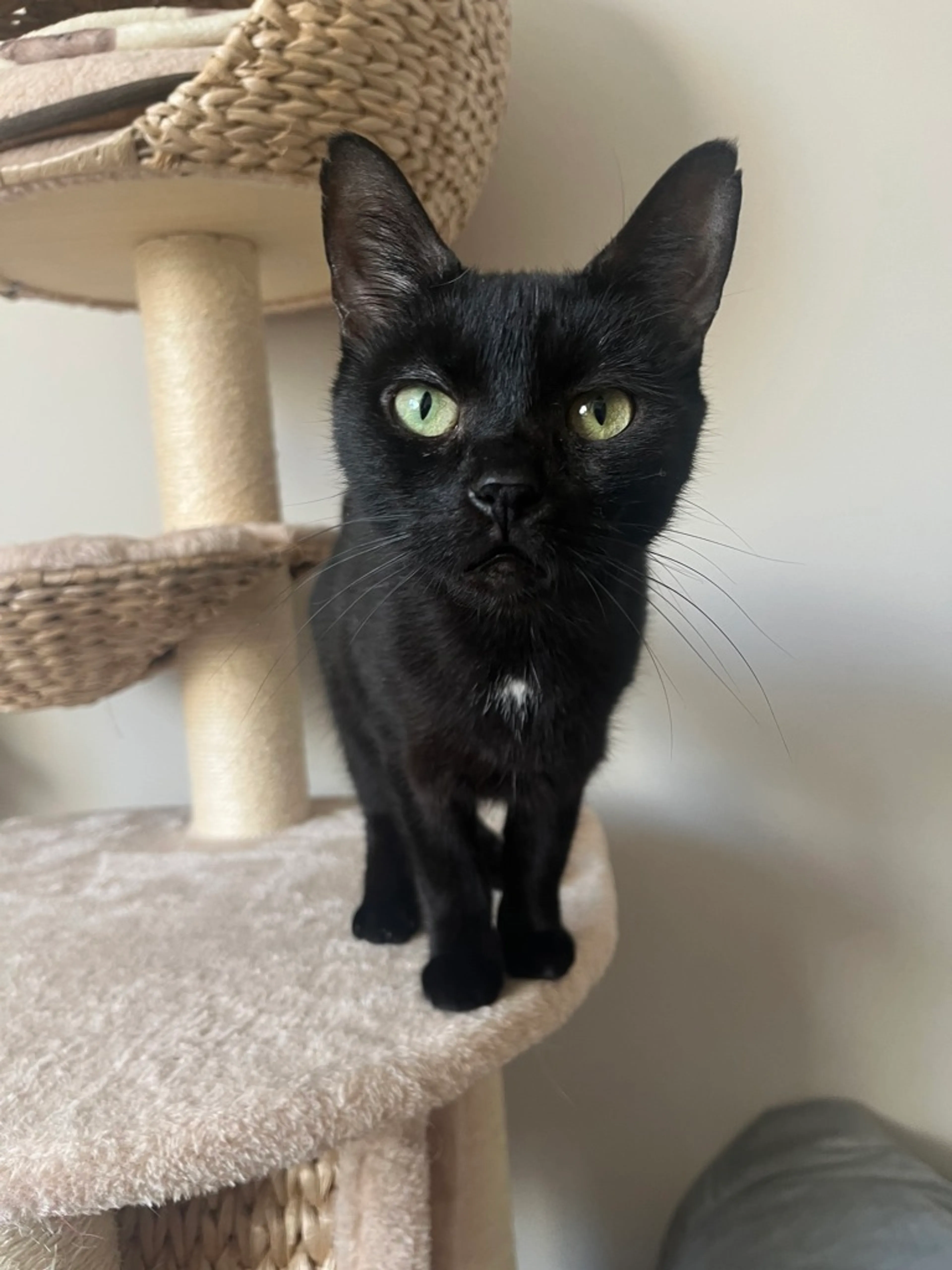 Found pet