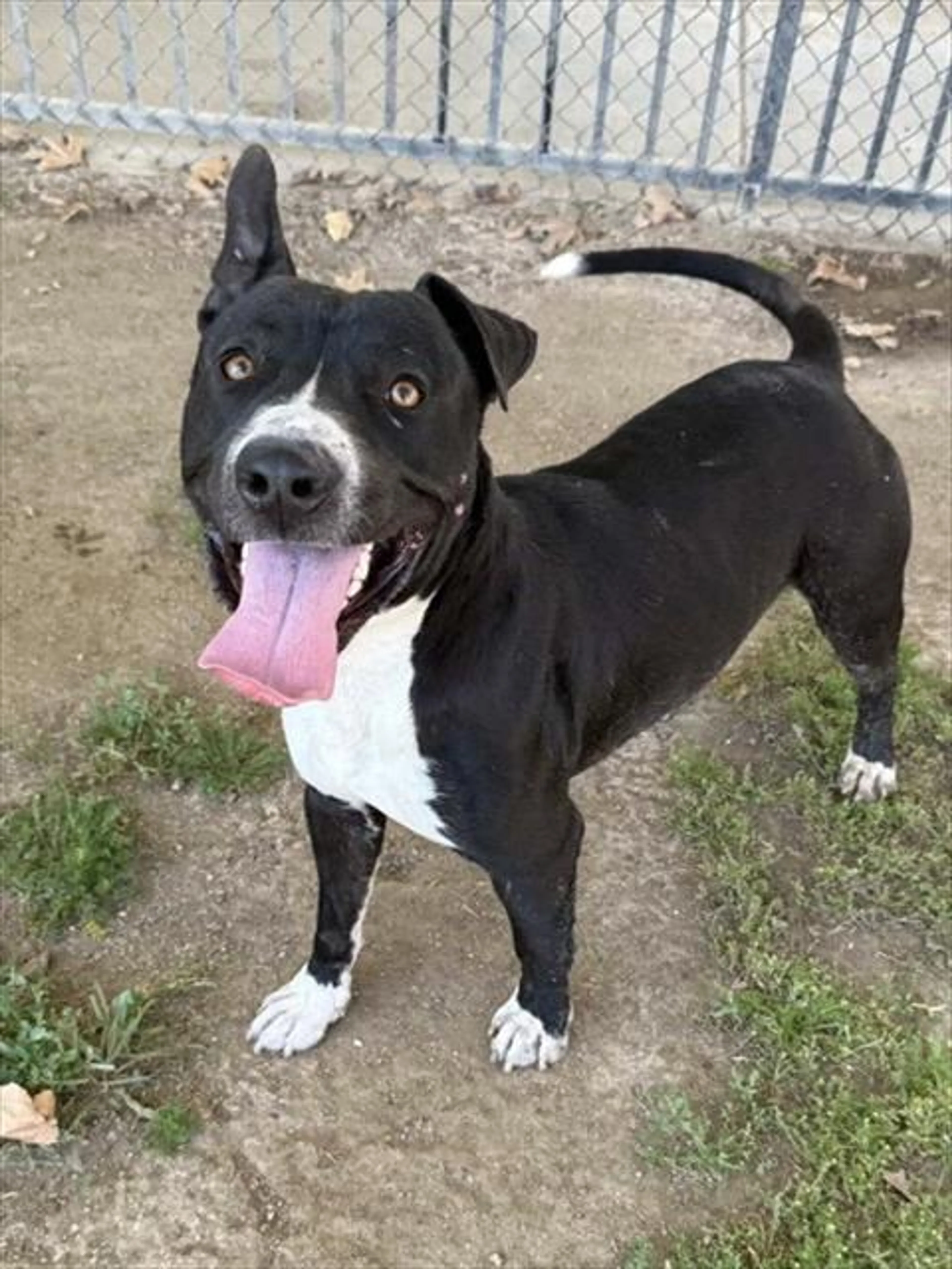 Found pet
