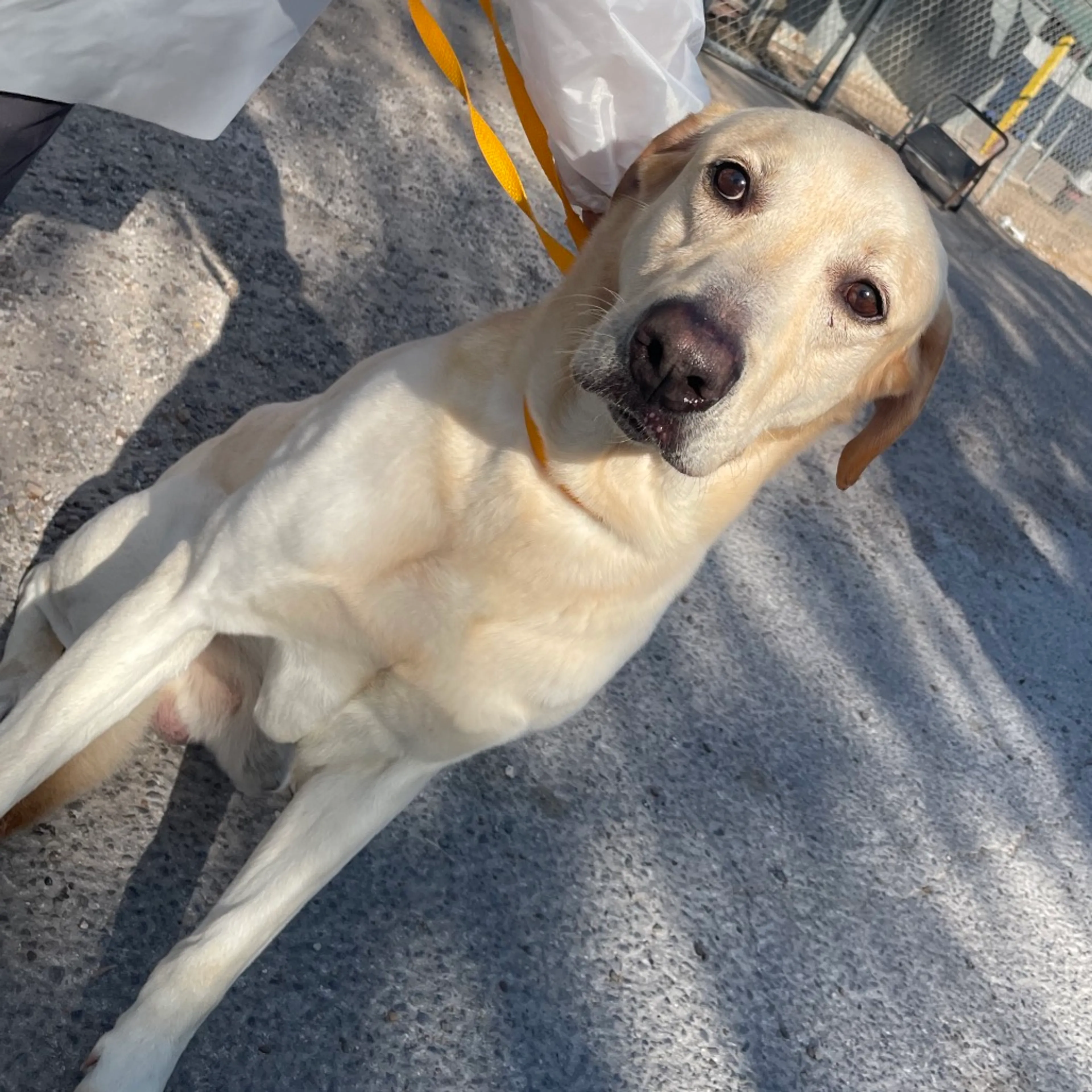 Found pet-1