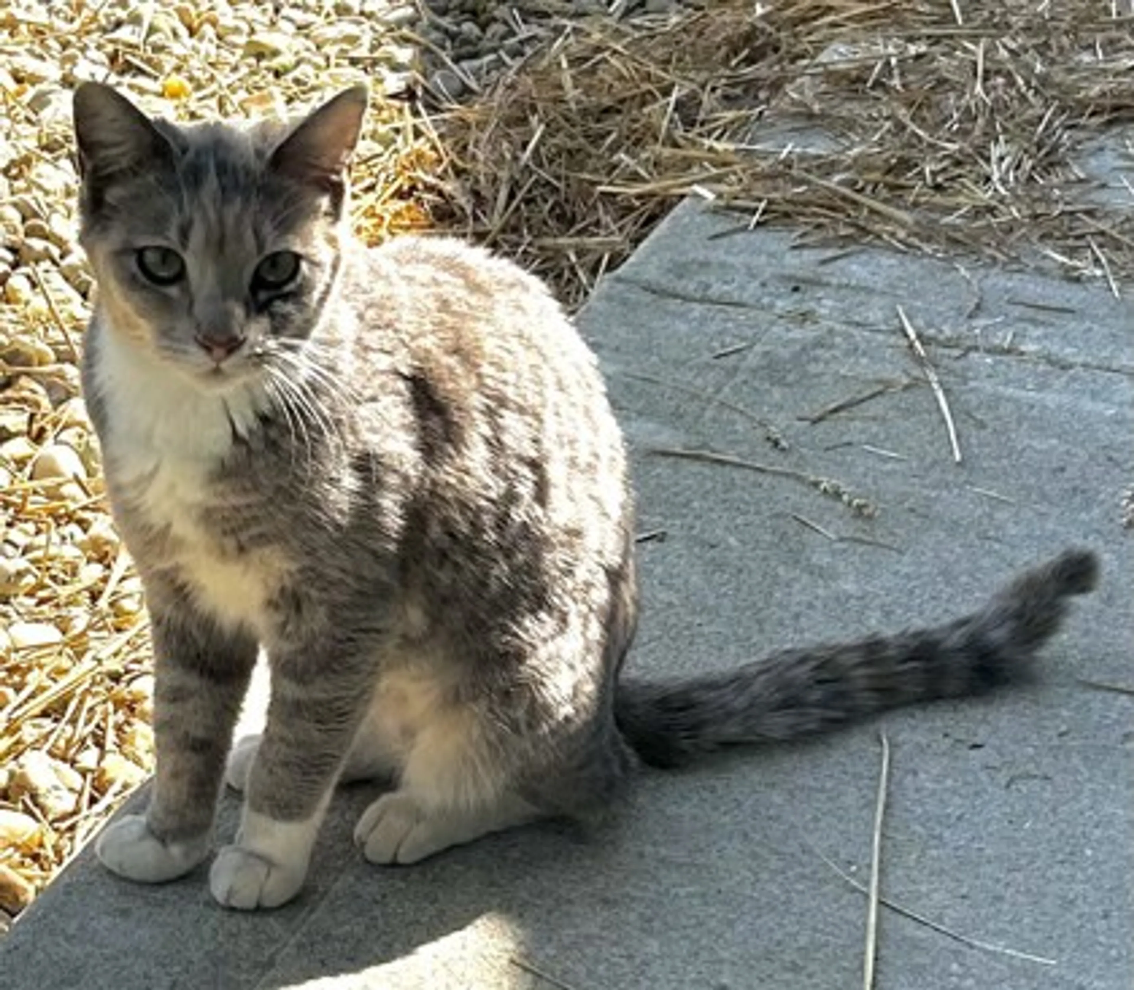 Found pet-1
