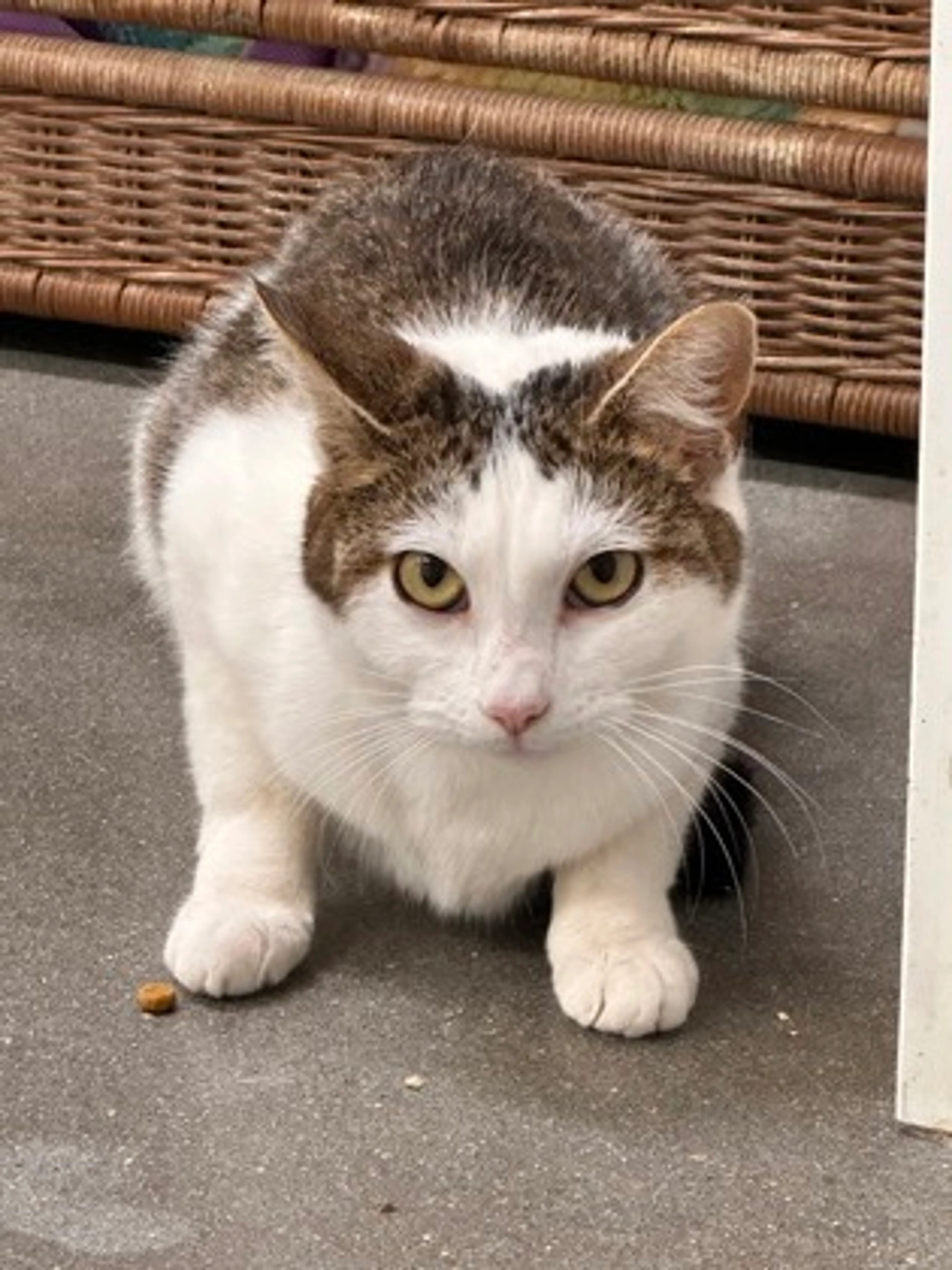 Found pet