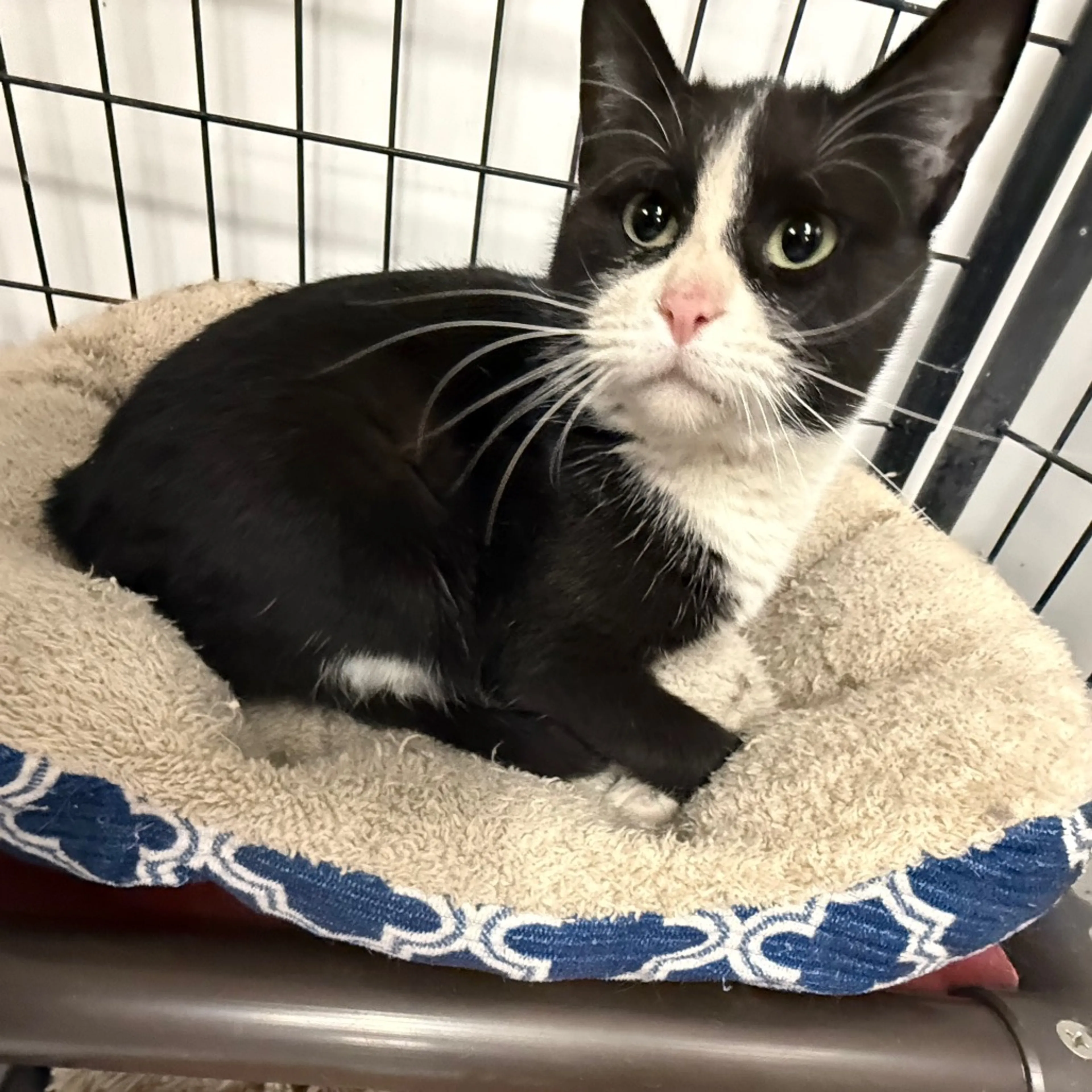 Found pet-1