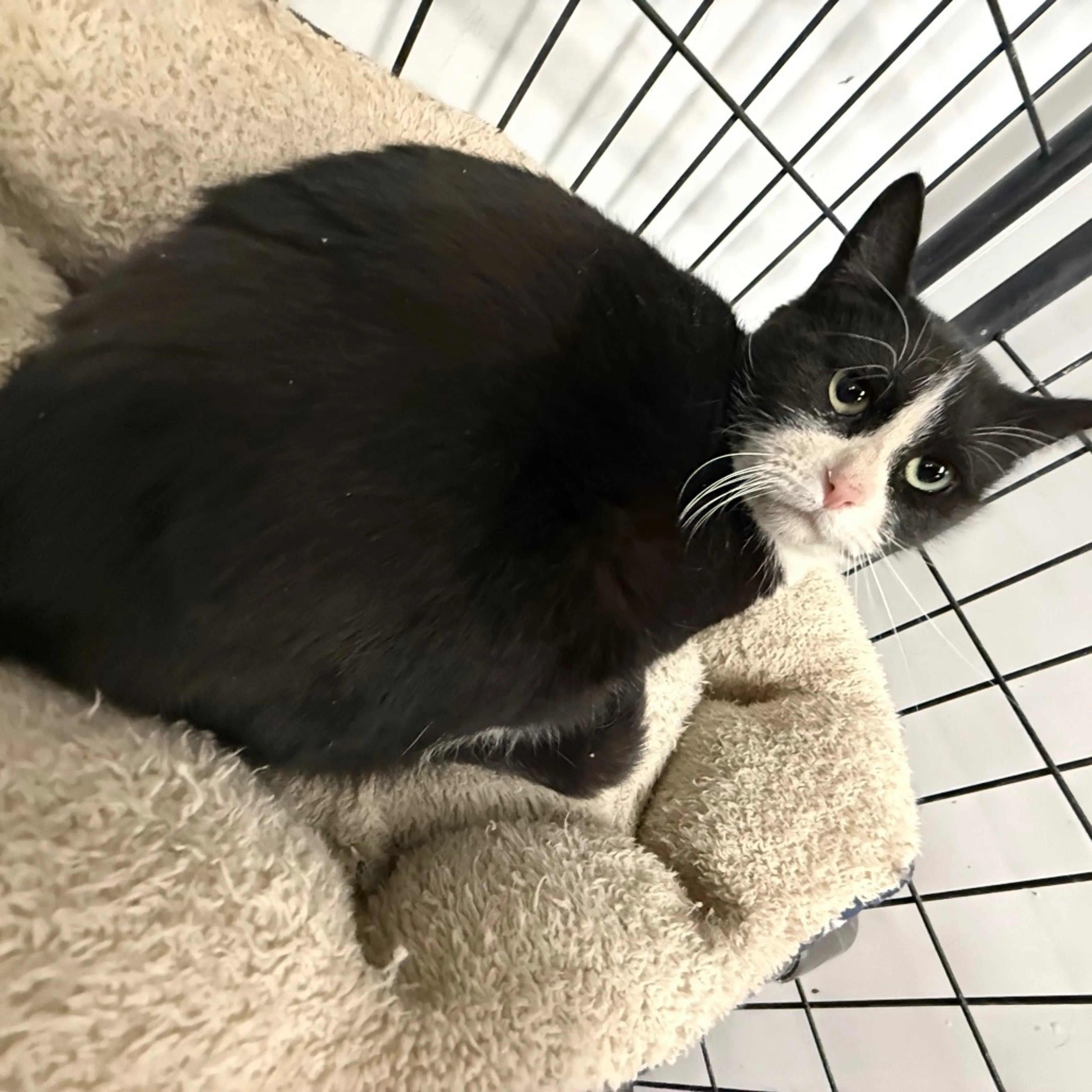 Found pet-0