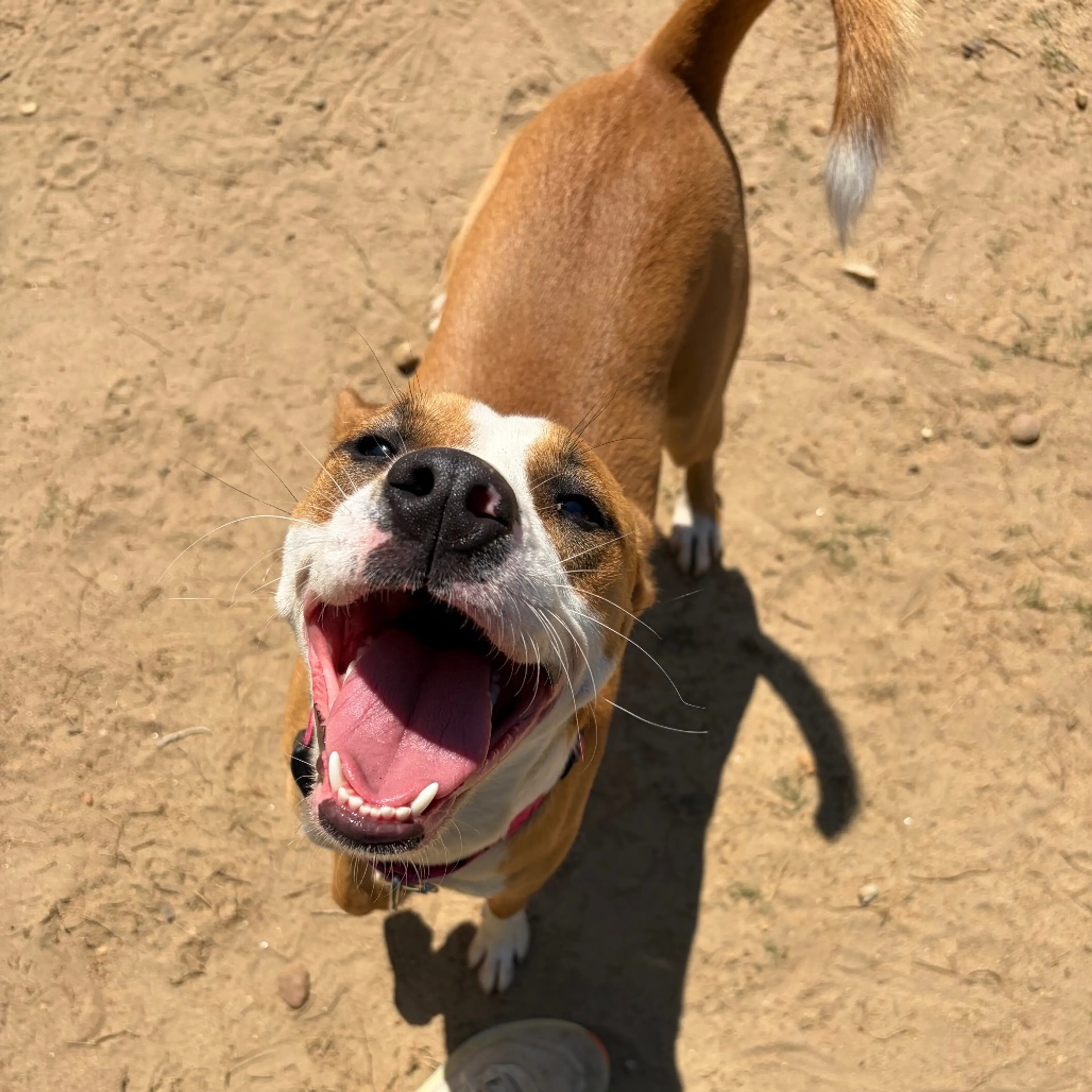 Found pet-8