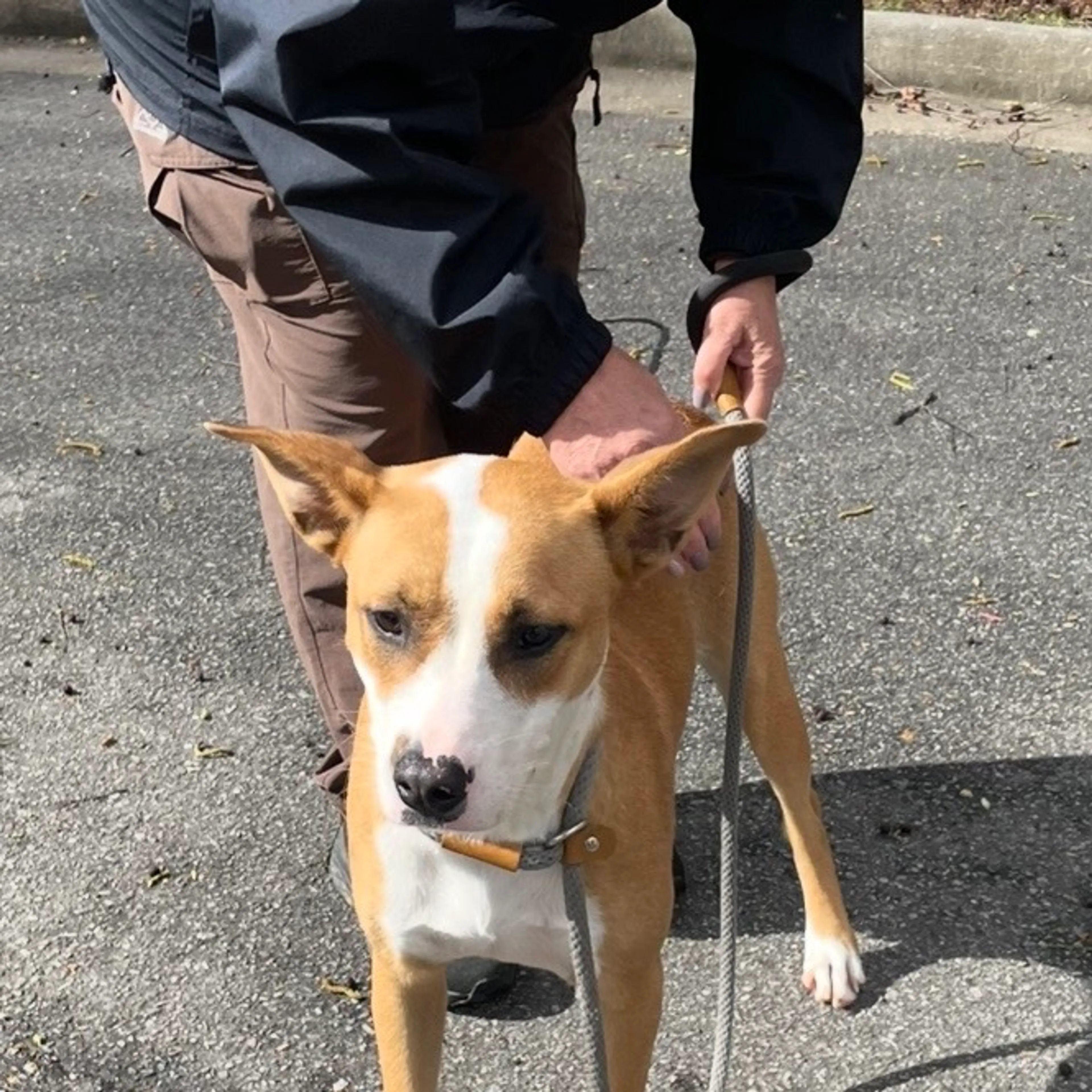 Found pet-6
