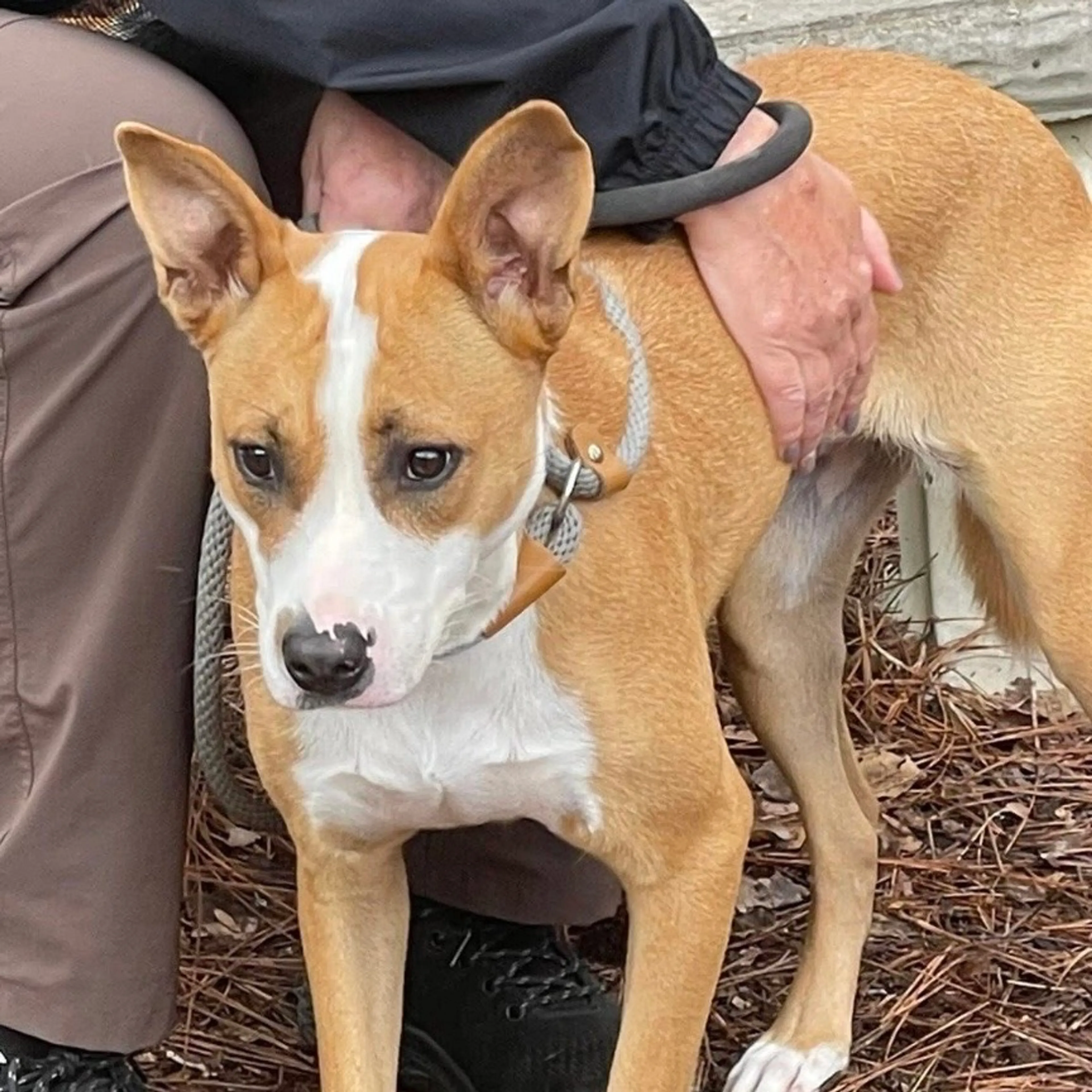 Found pet-2