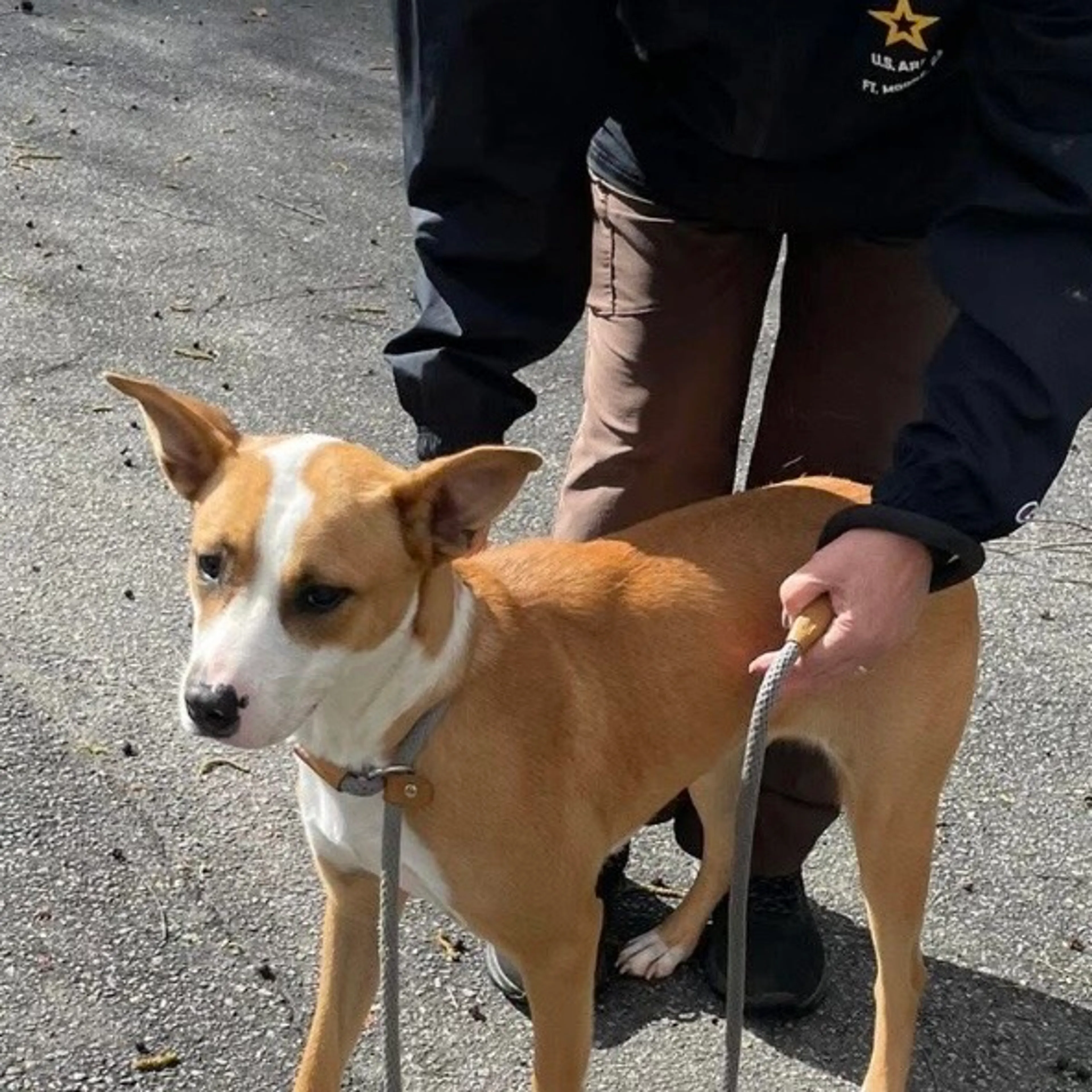 Found pet-3