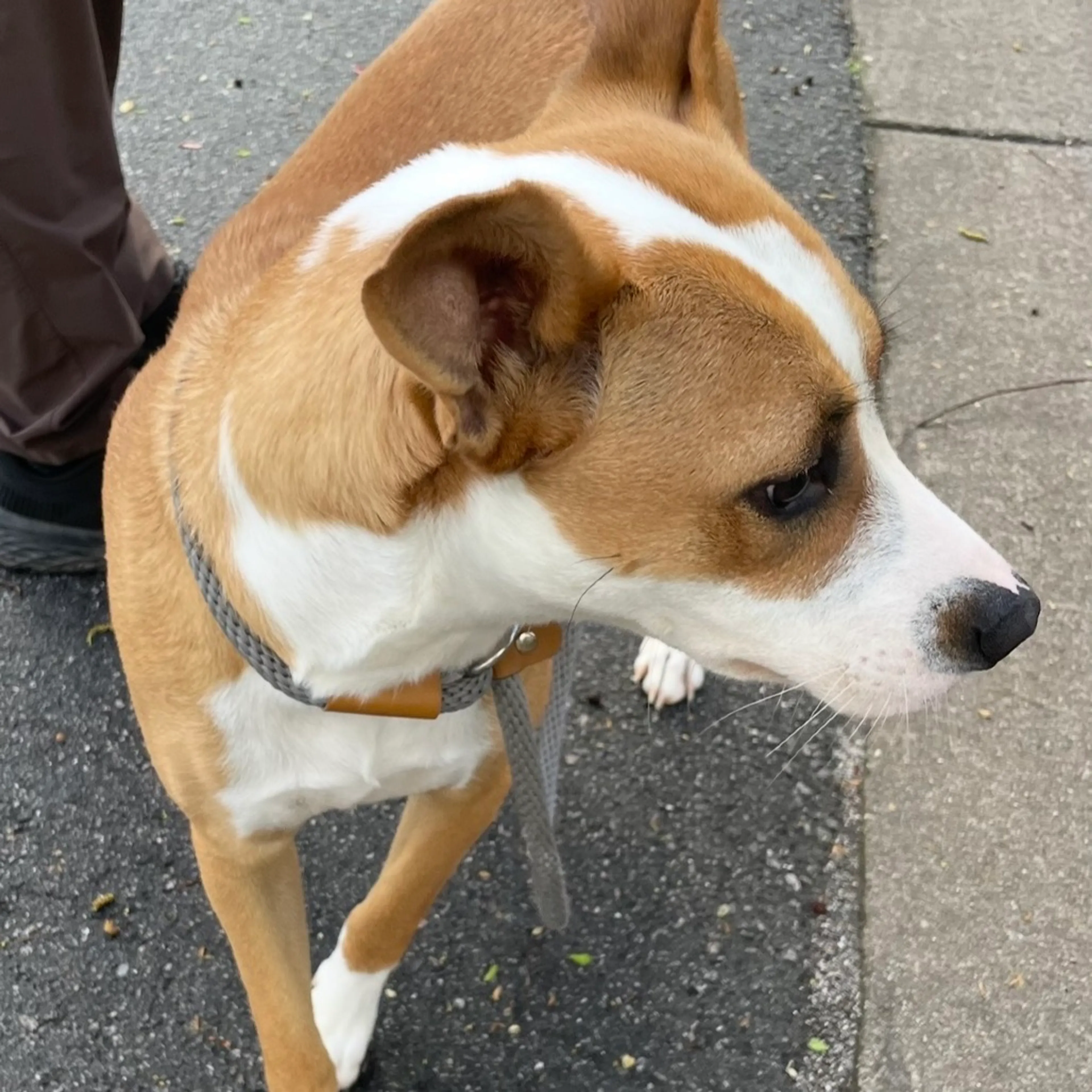 Found pet-5