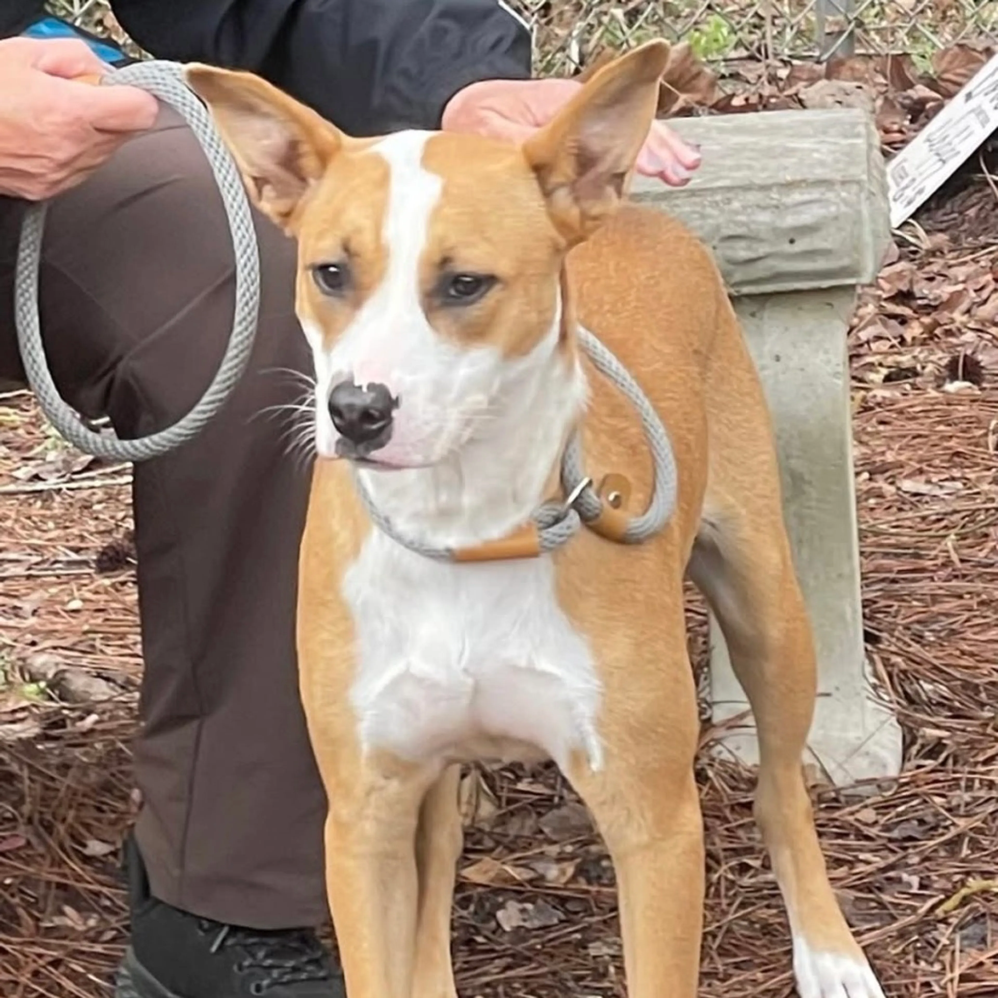 Found pet-4