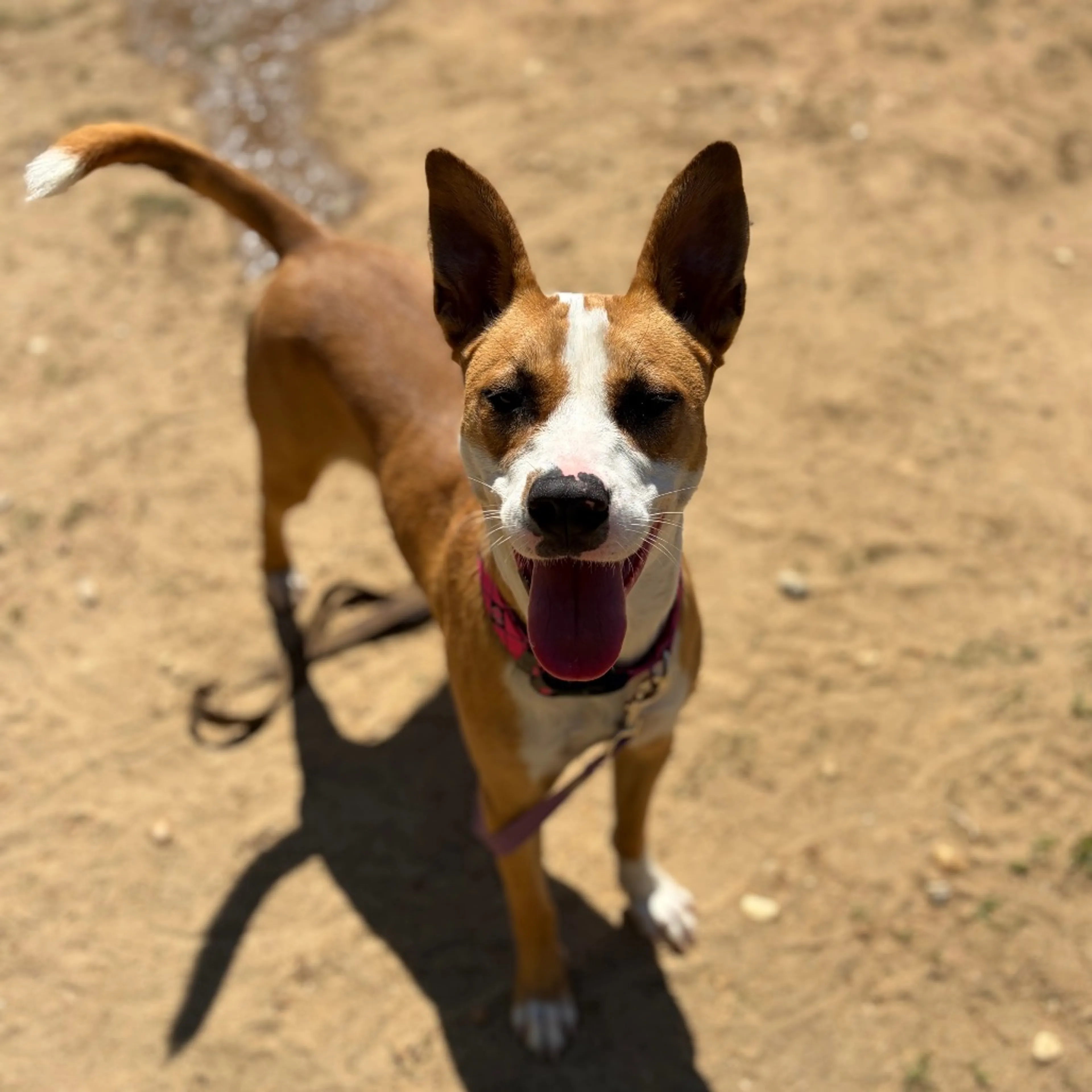 Found pet-7
