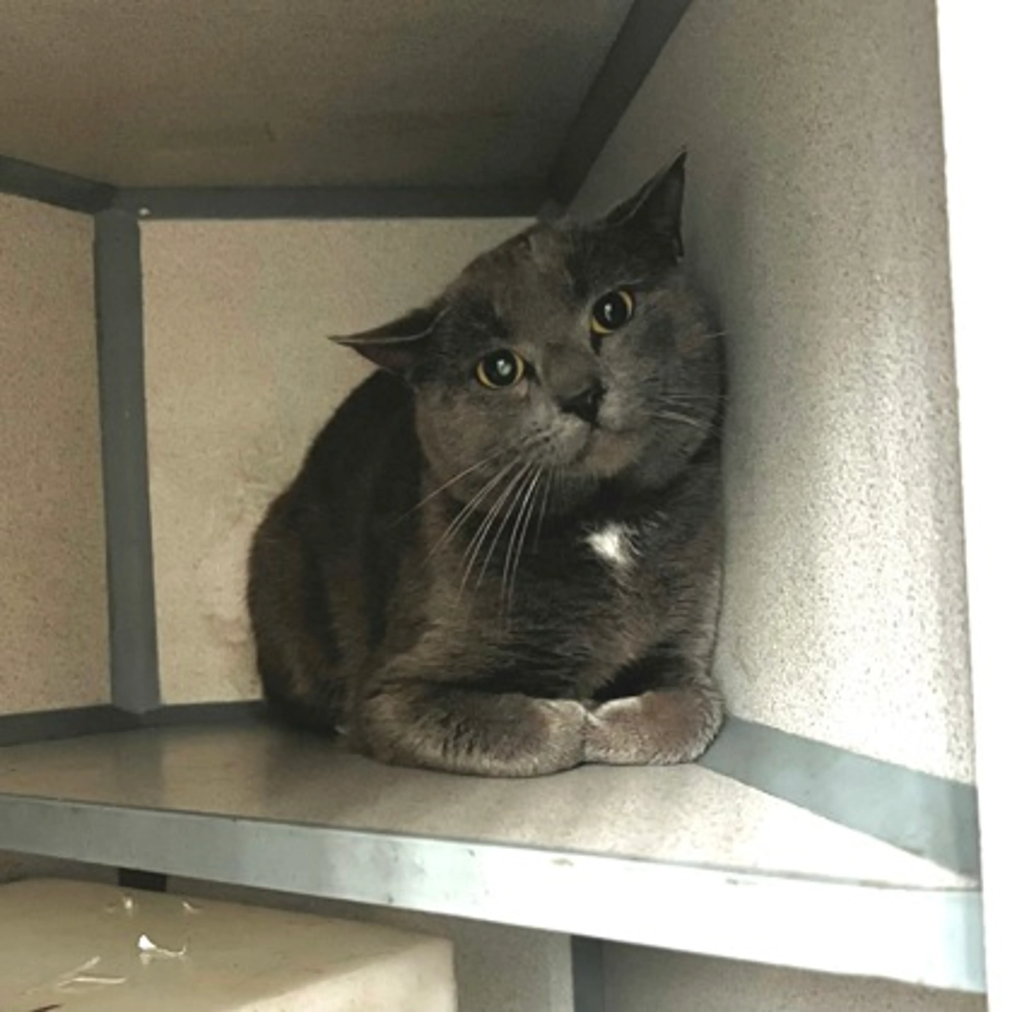 Found pet