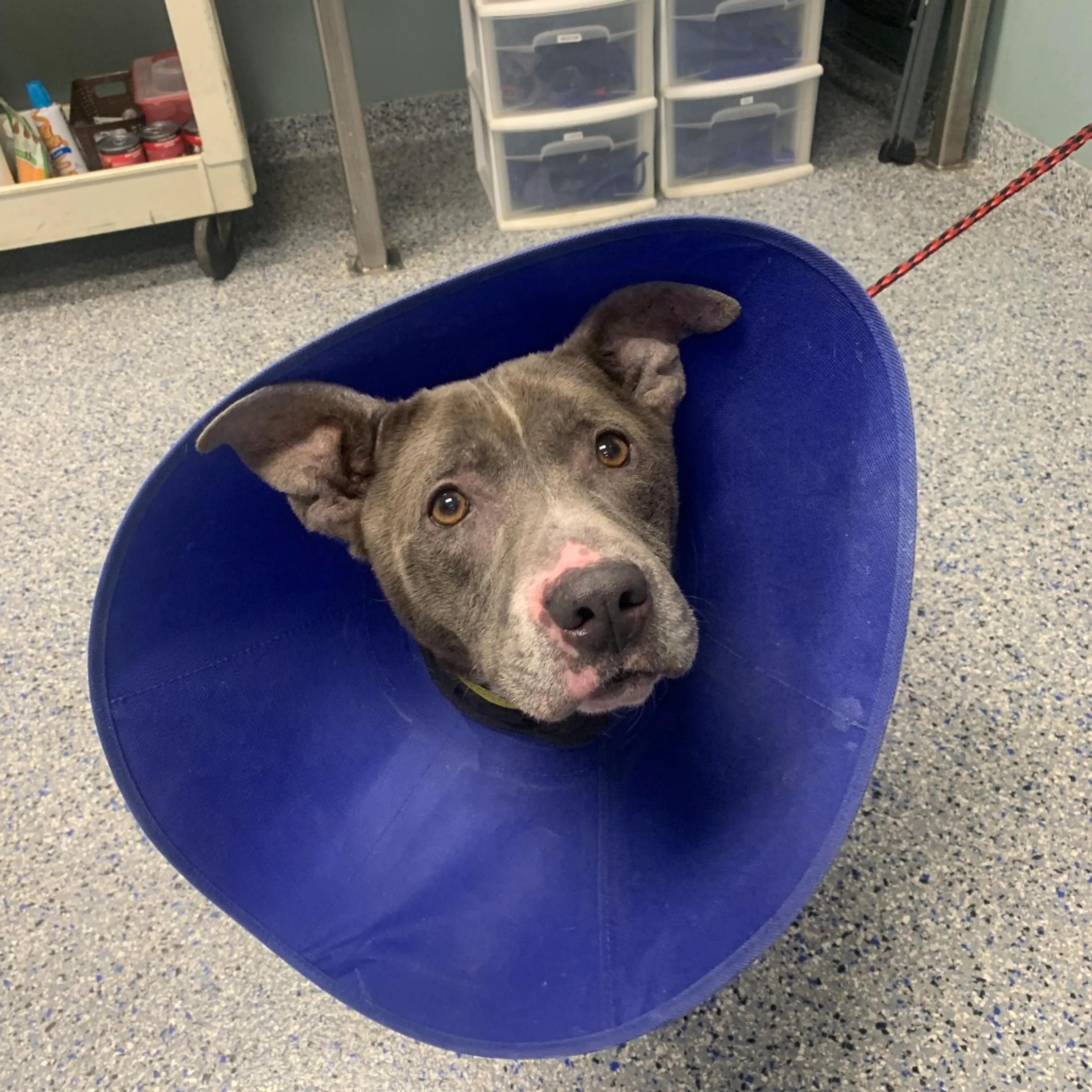Found pet-1