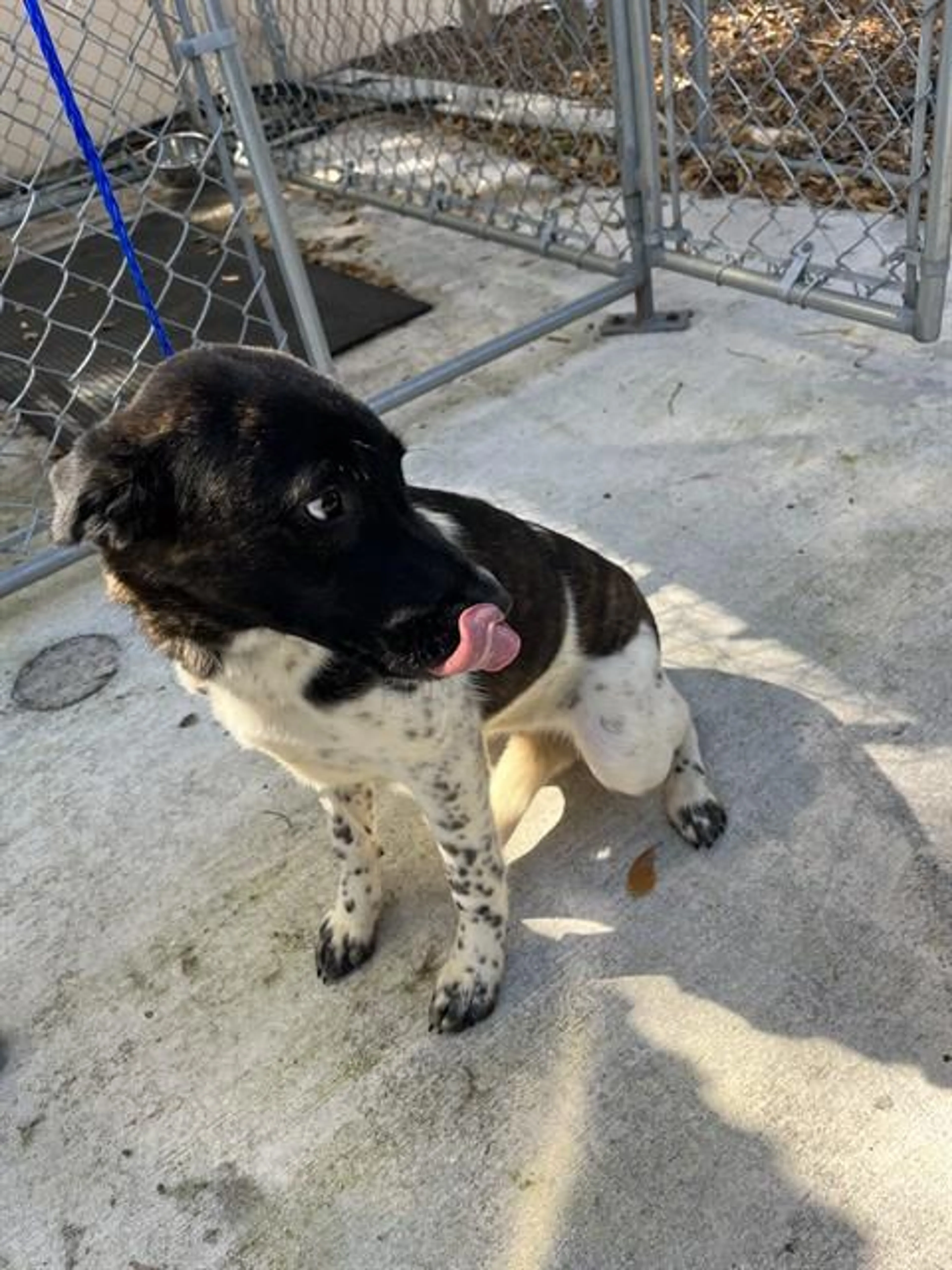 Found pet