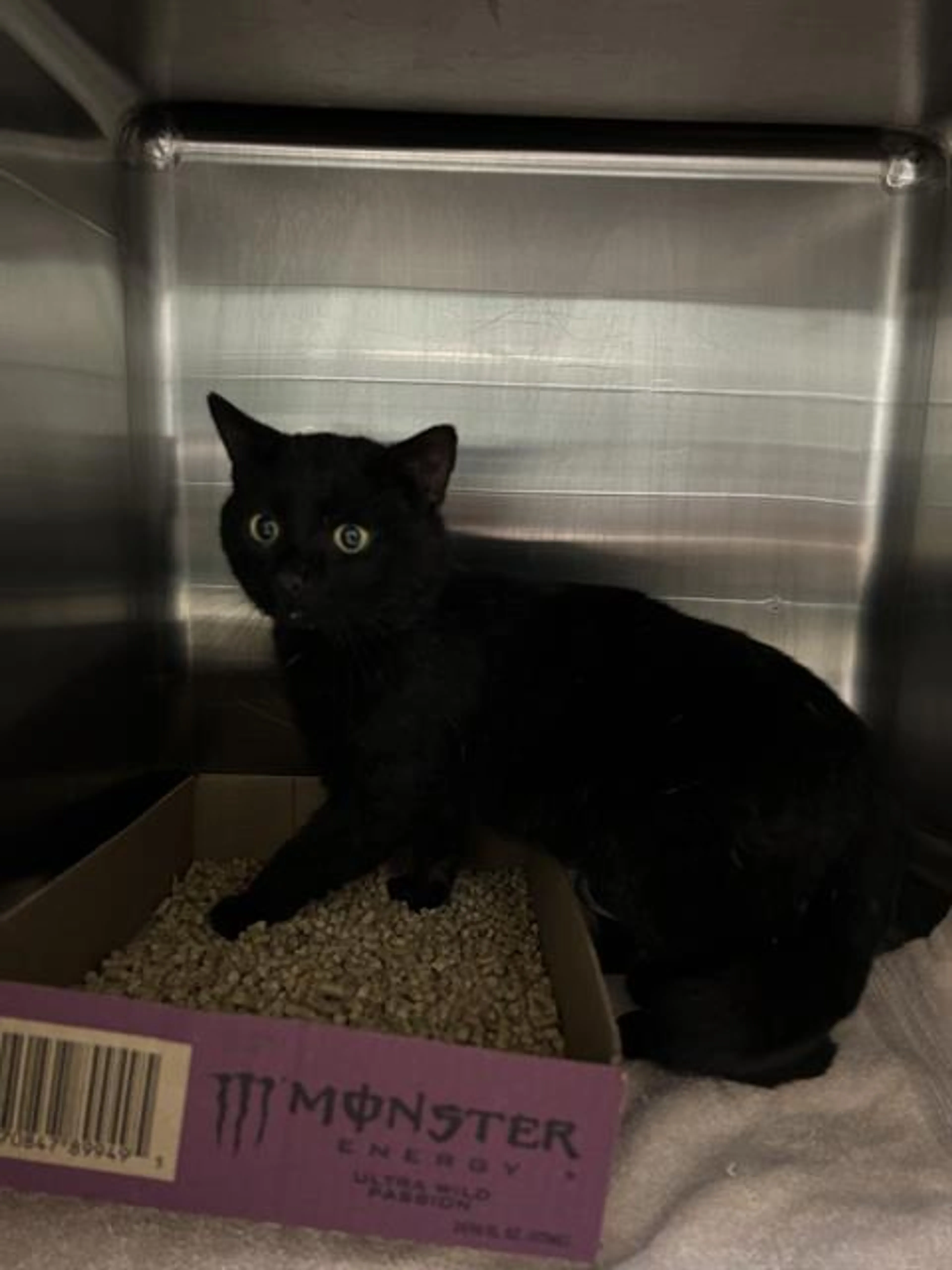 Found pet