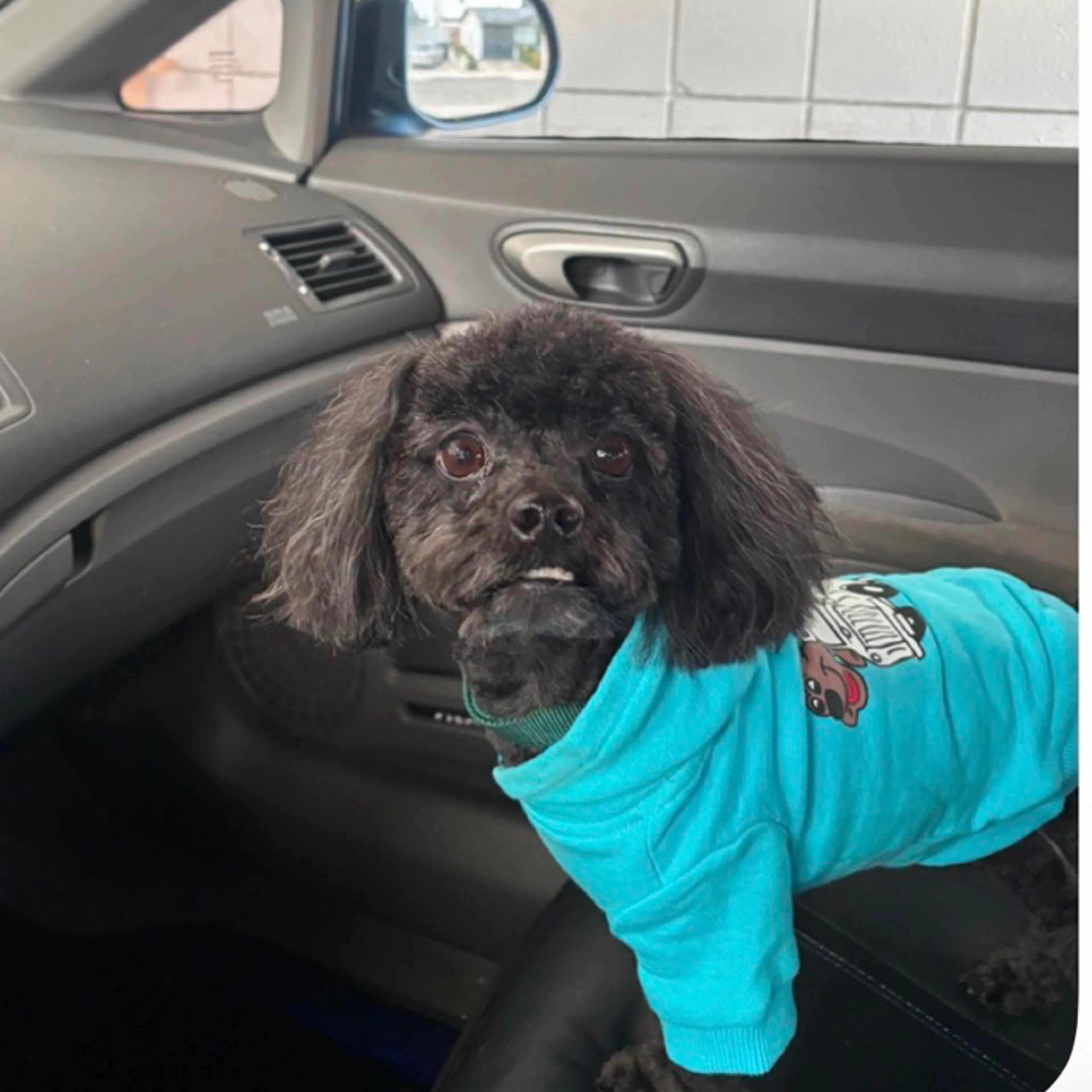 Lost pet-0
