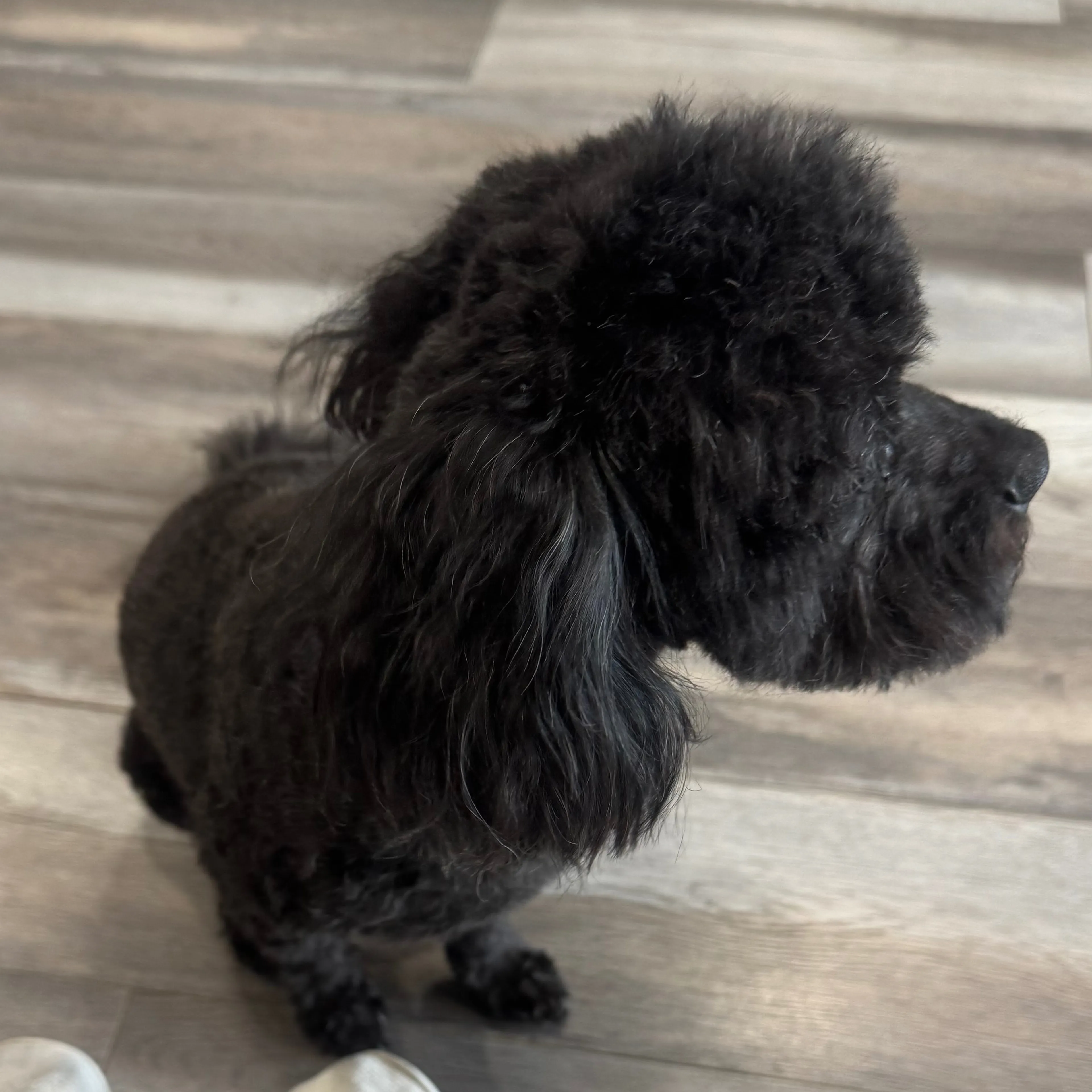Lost pet-2