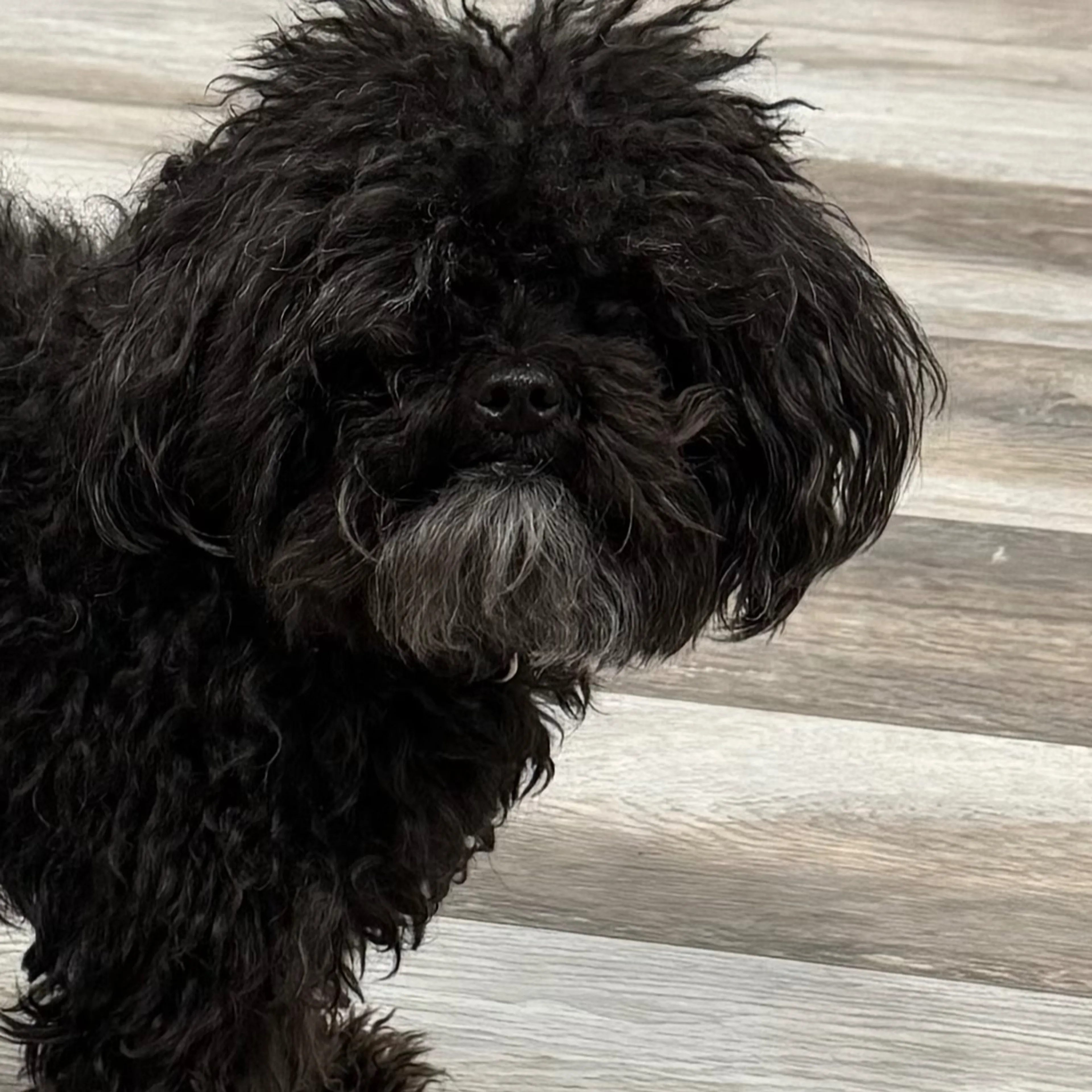 Lost pet-3