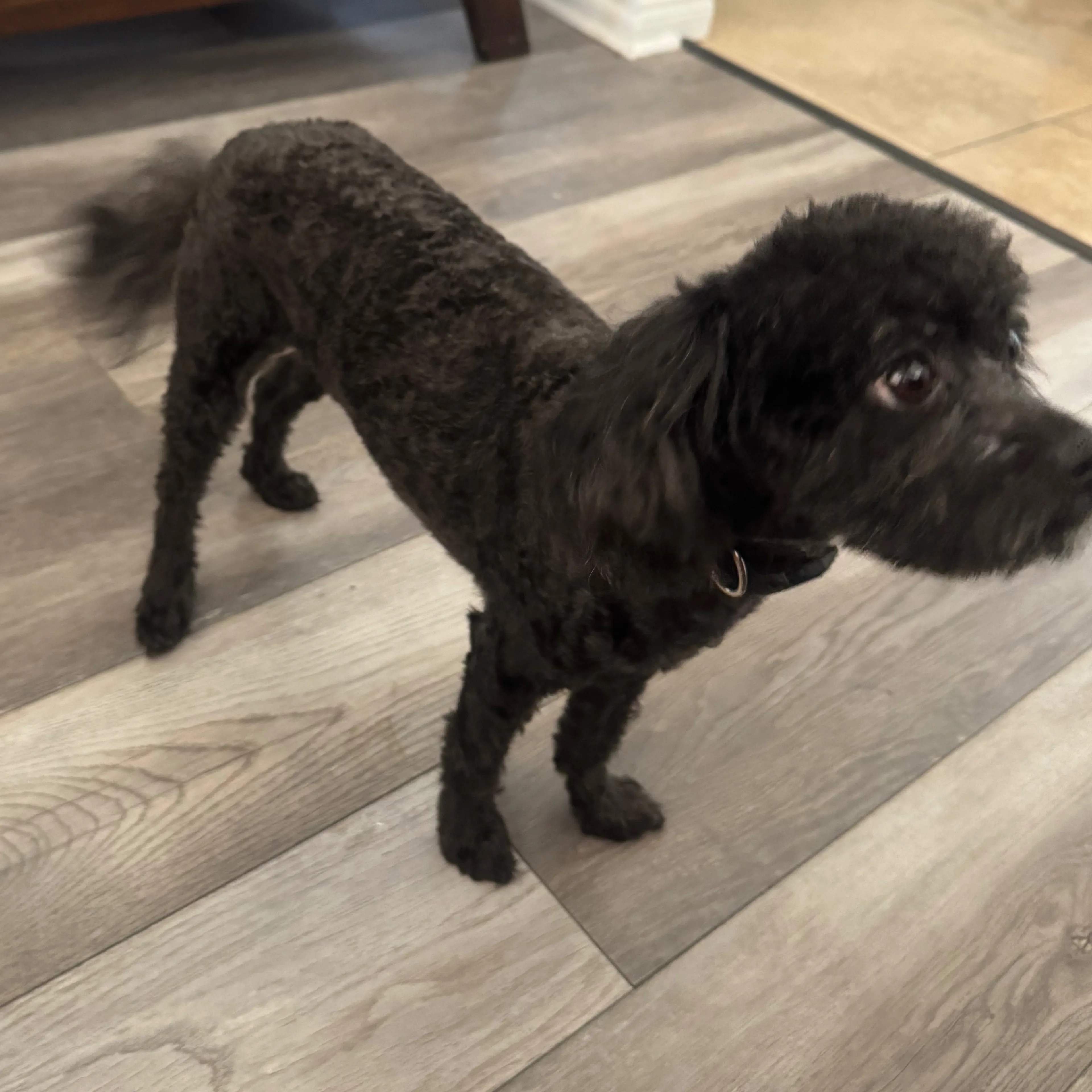 Lost pet-1