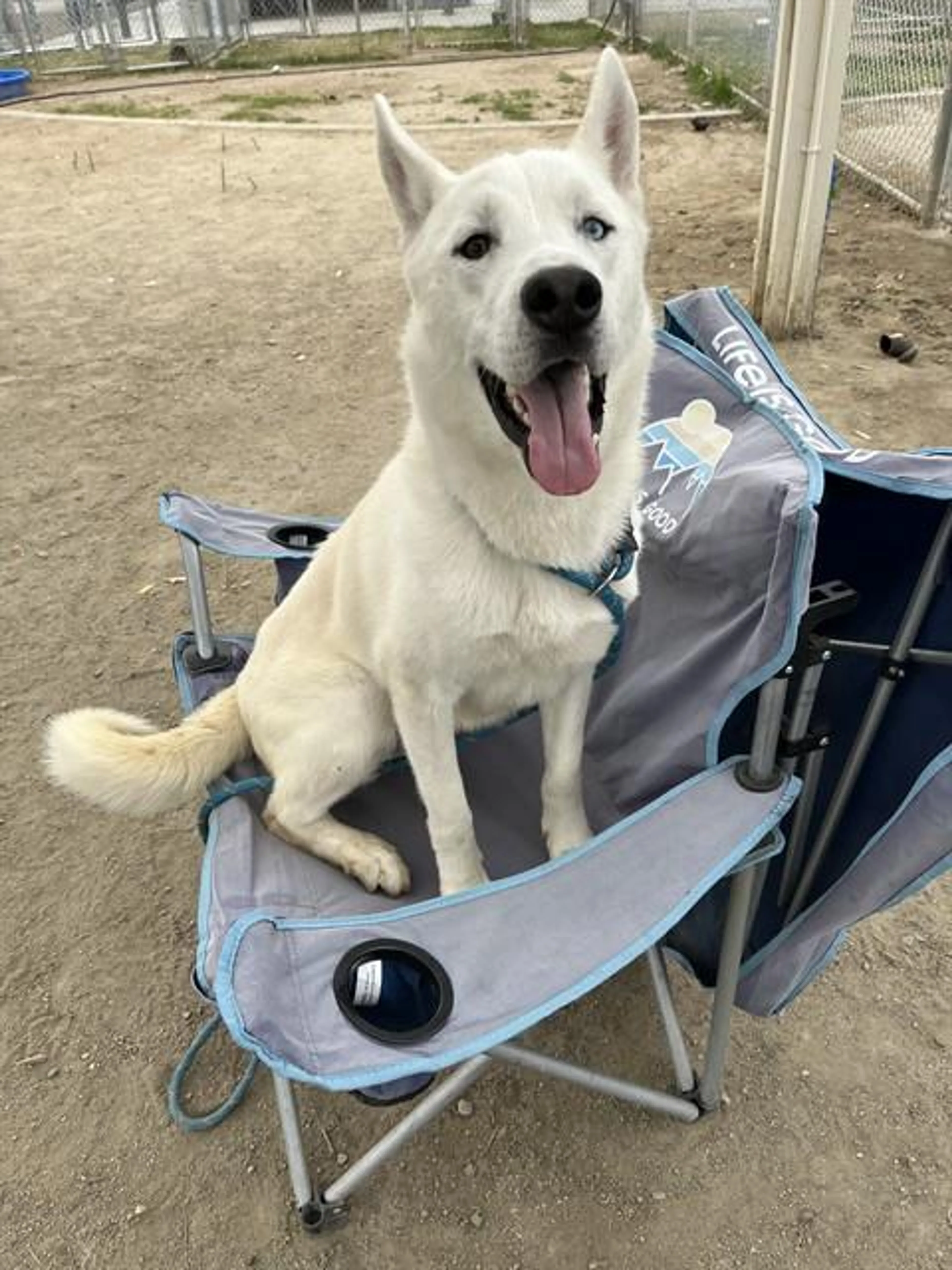 Found pet