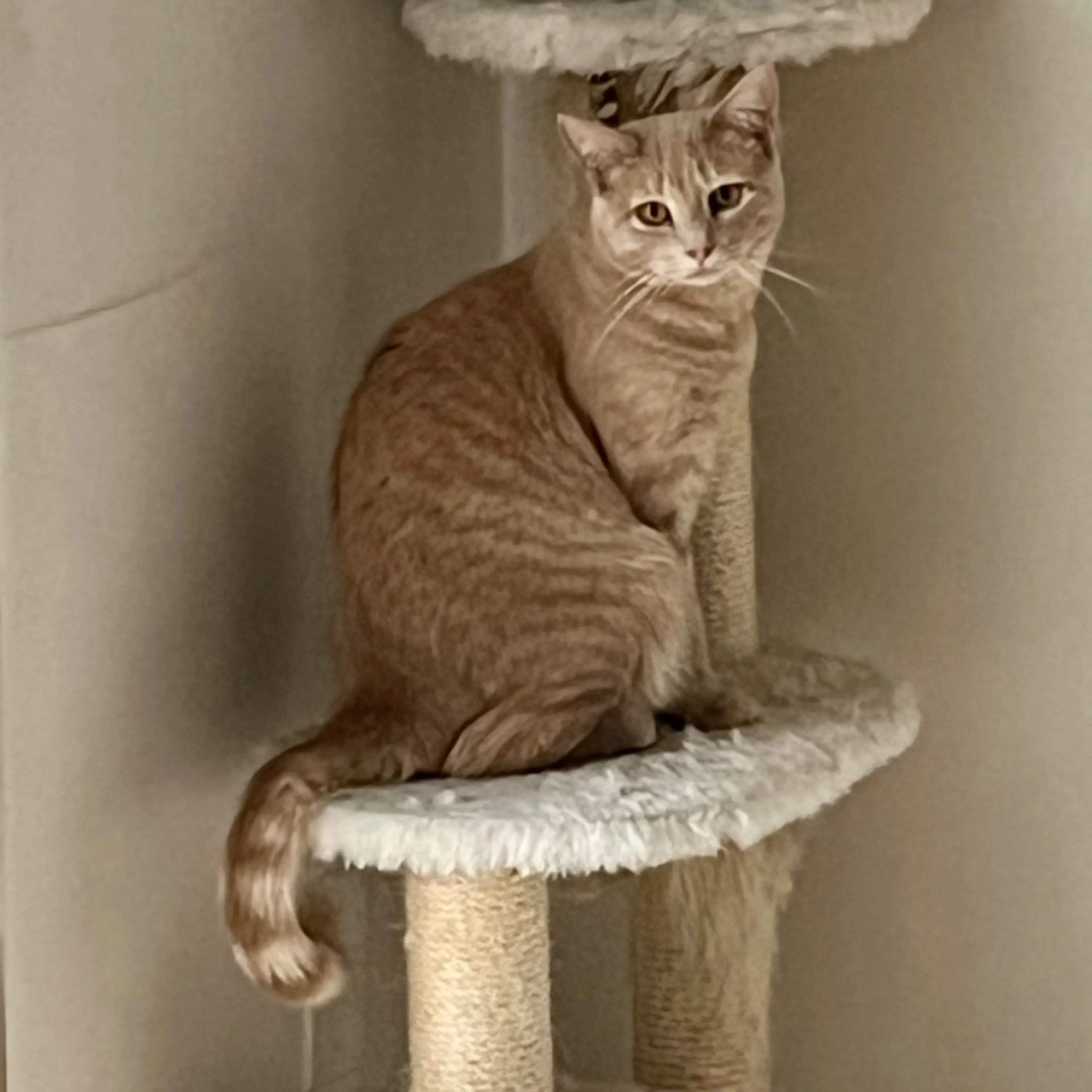 Lost pet