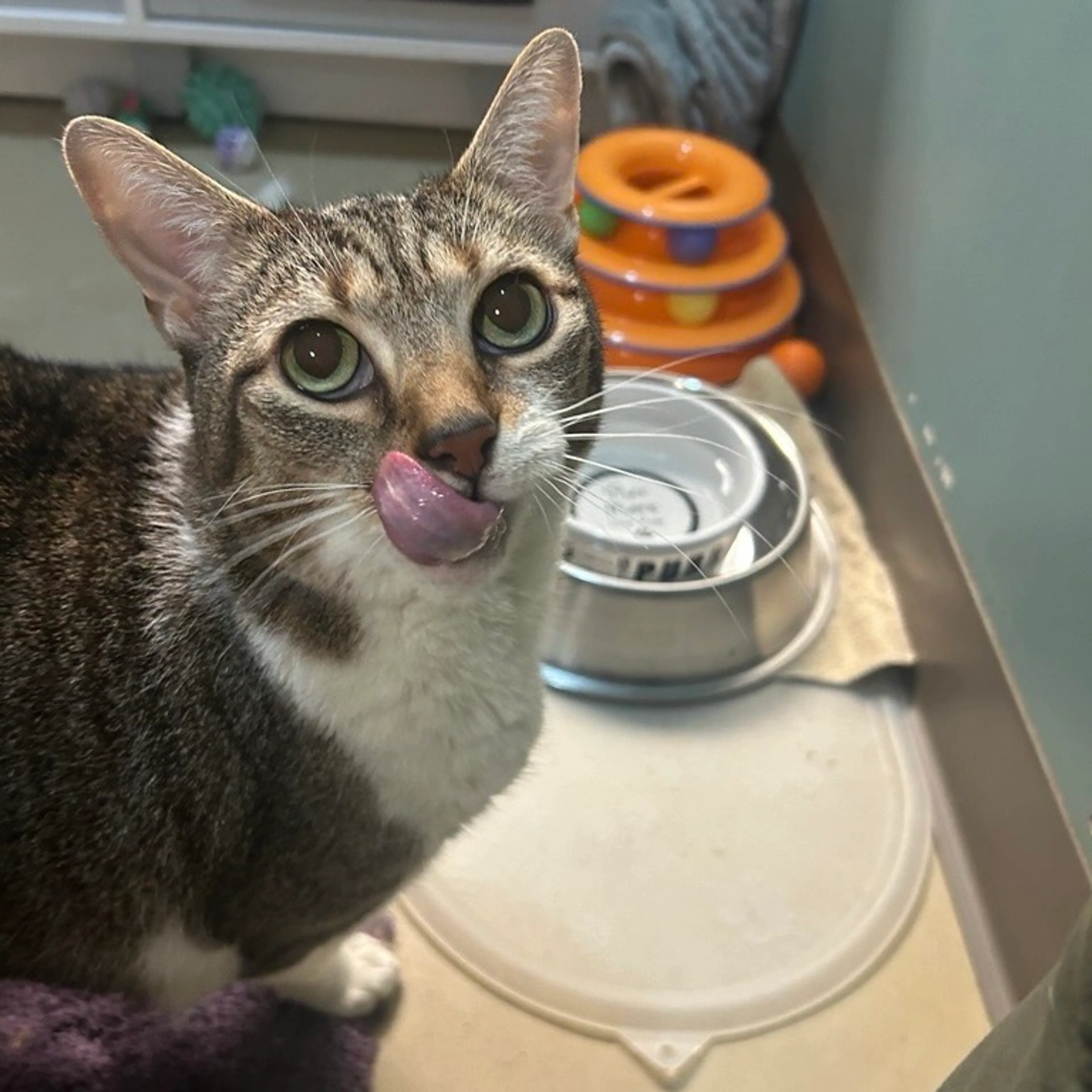 Found pet-1