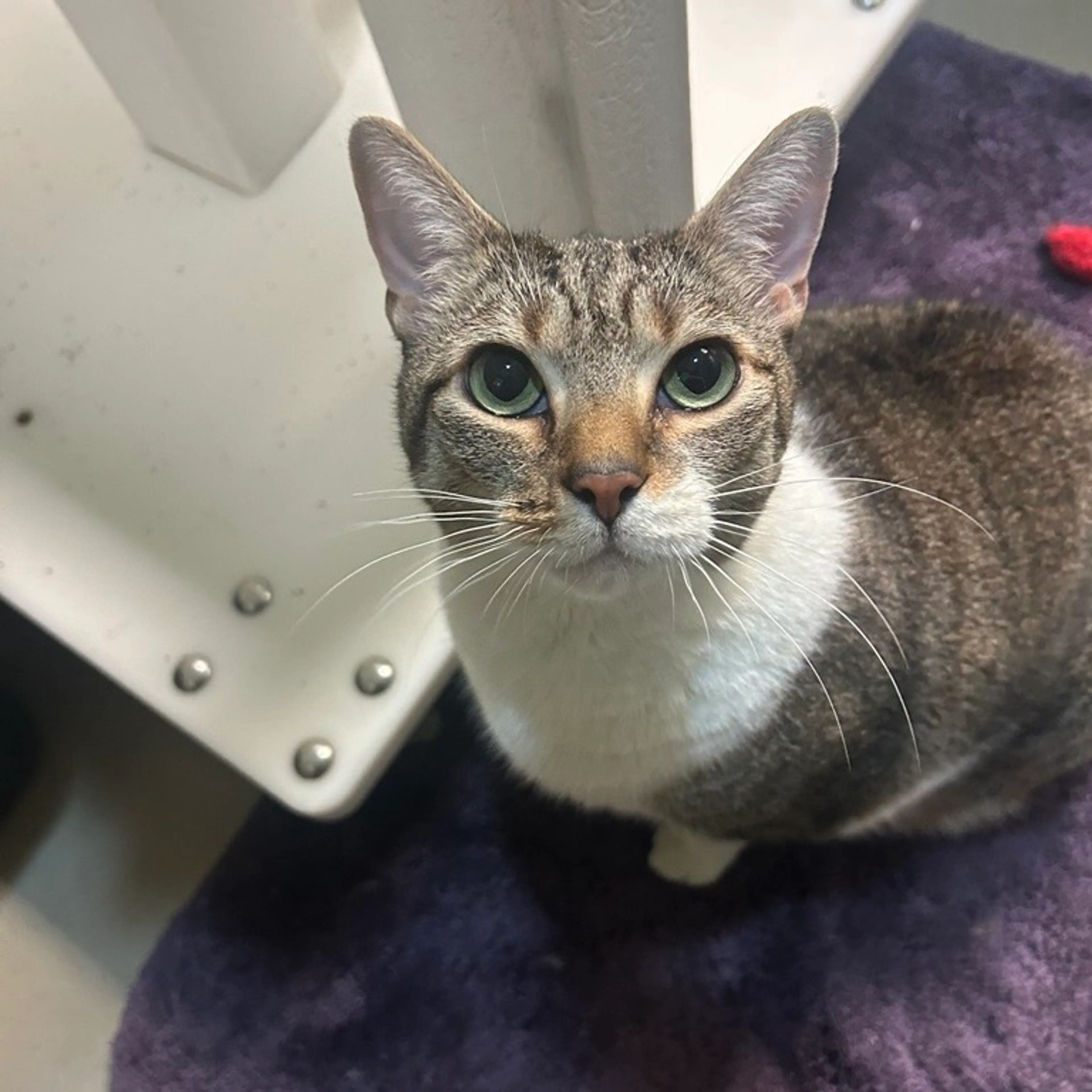 Found pet-2