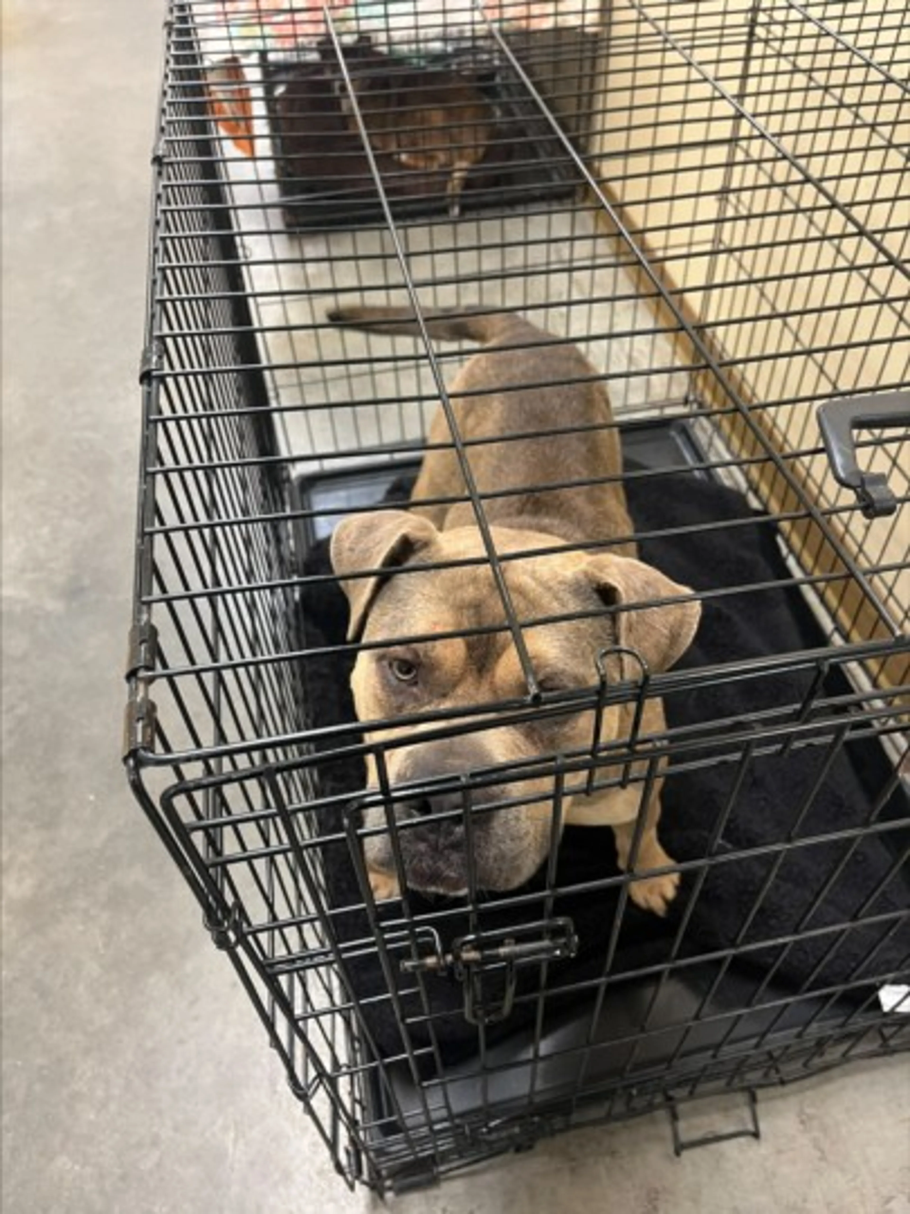 Found pet