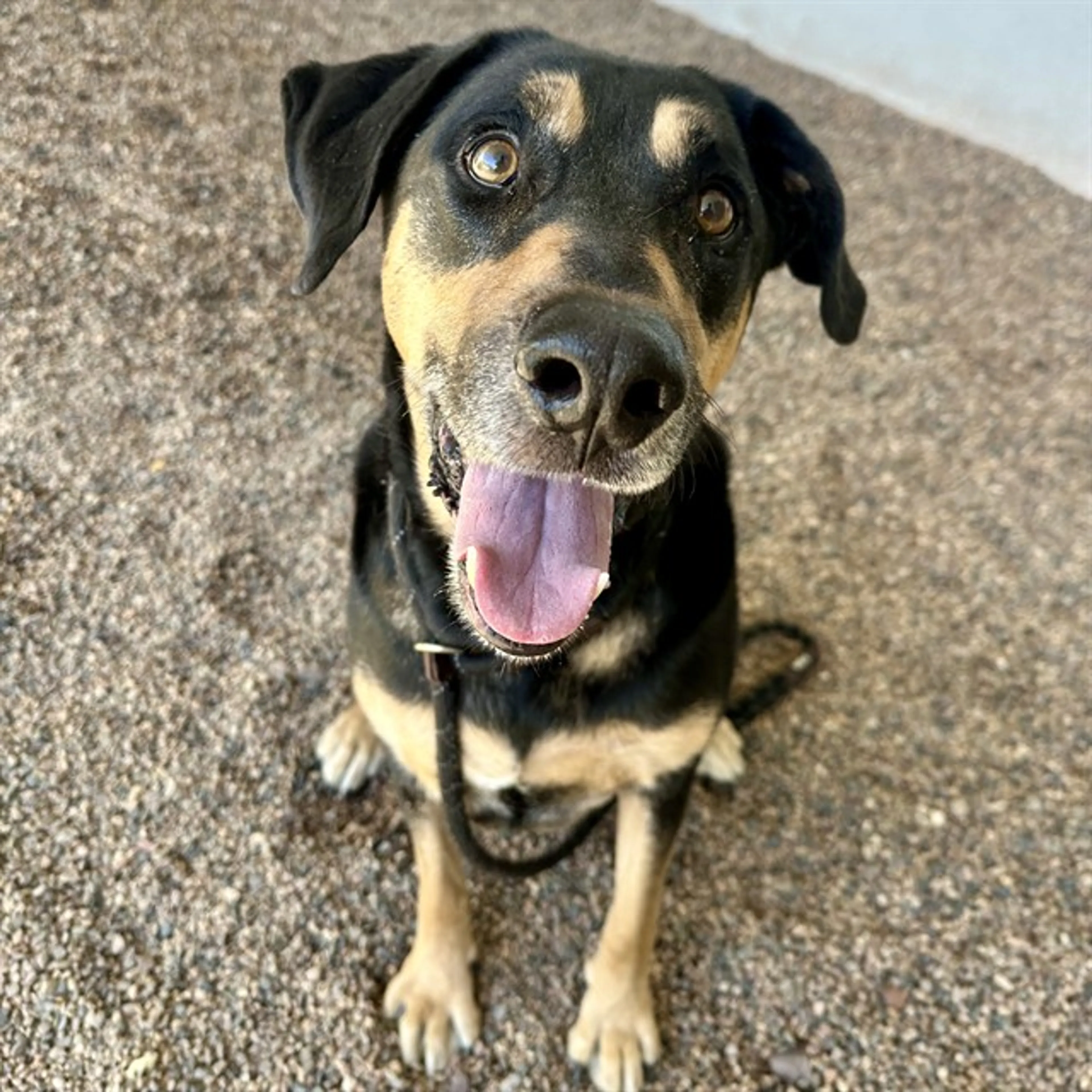 Found pet