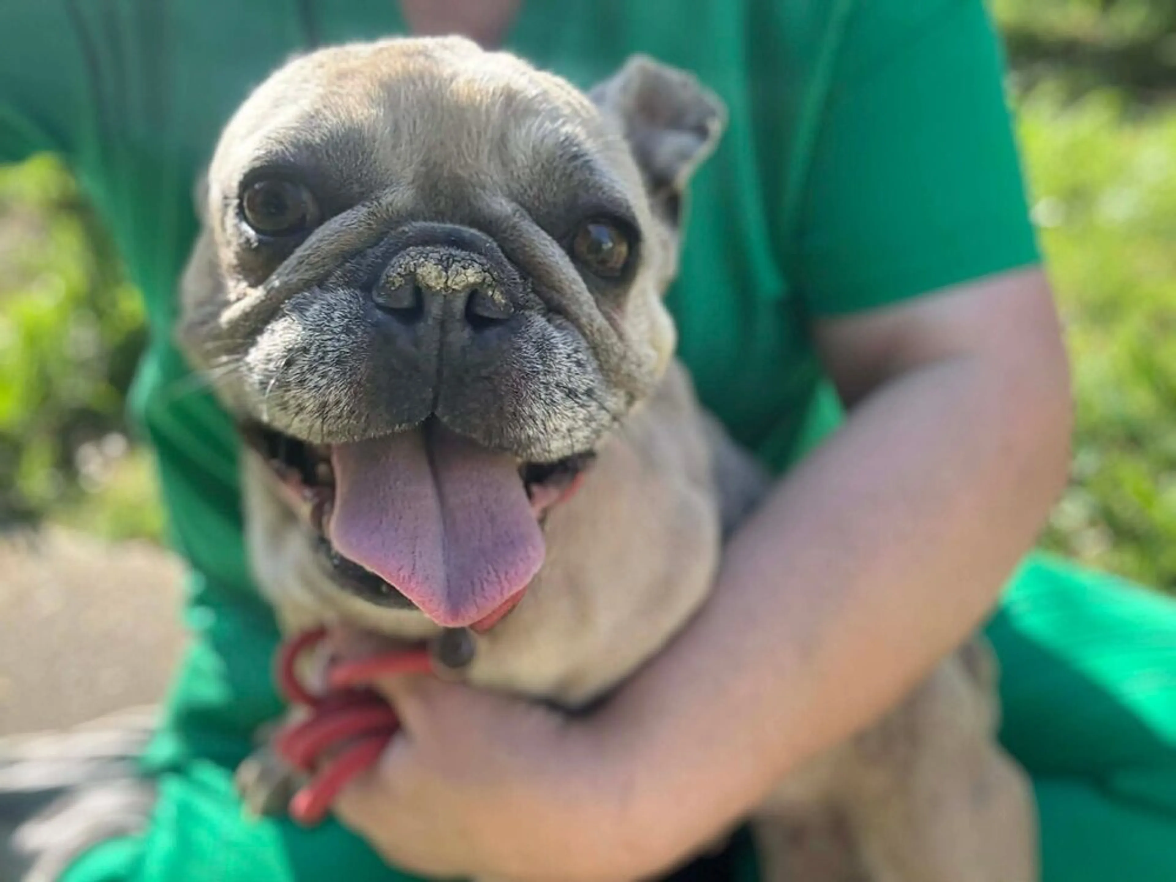 Found pet-2