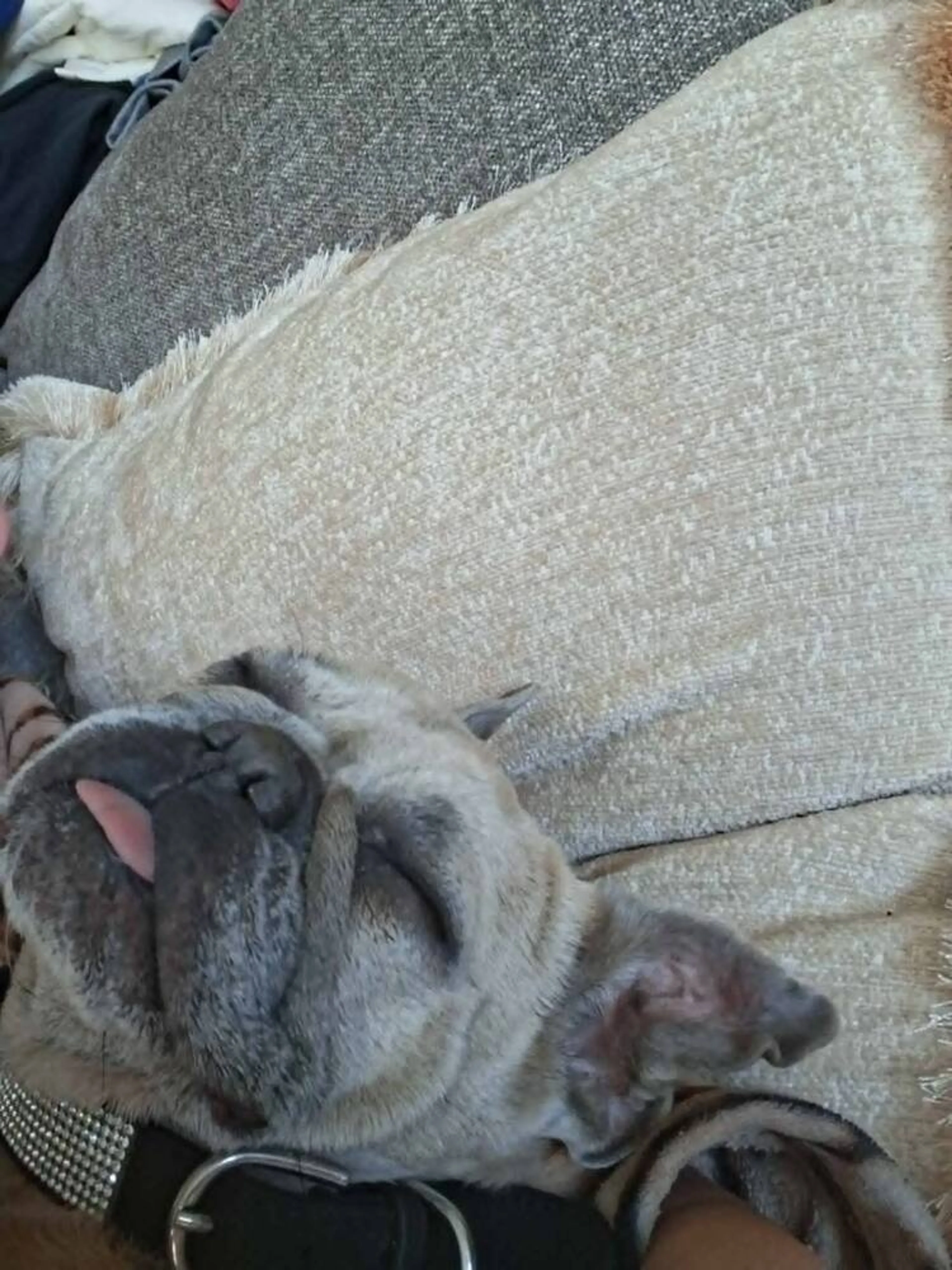 Found pet-1