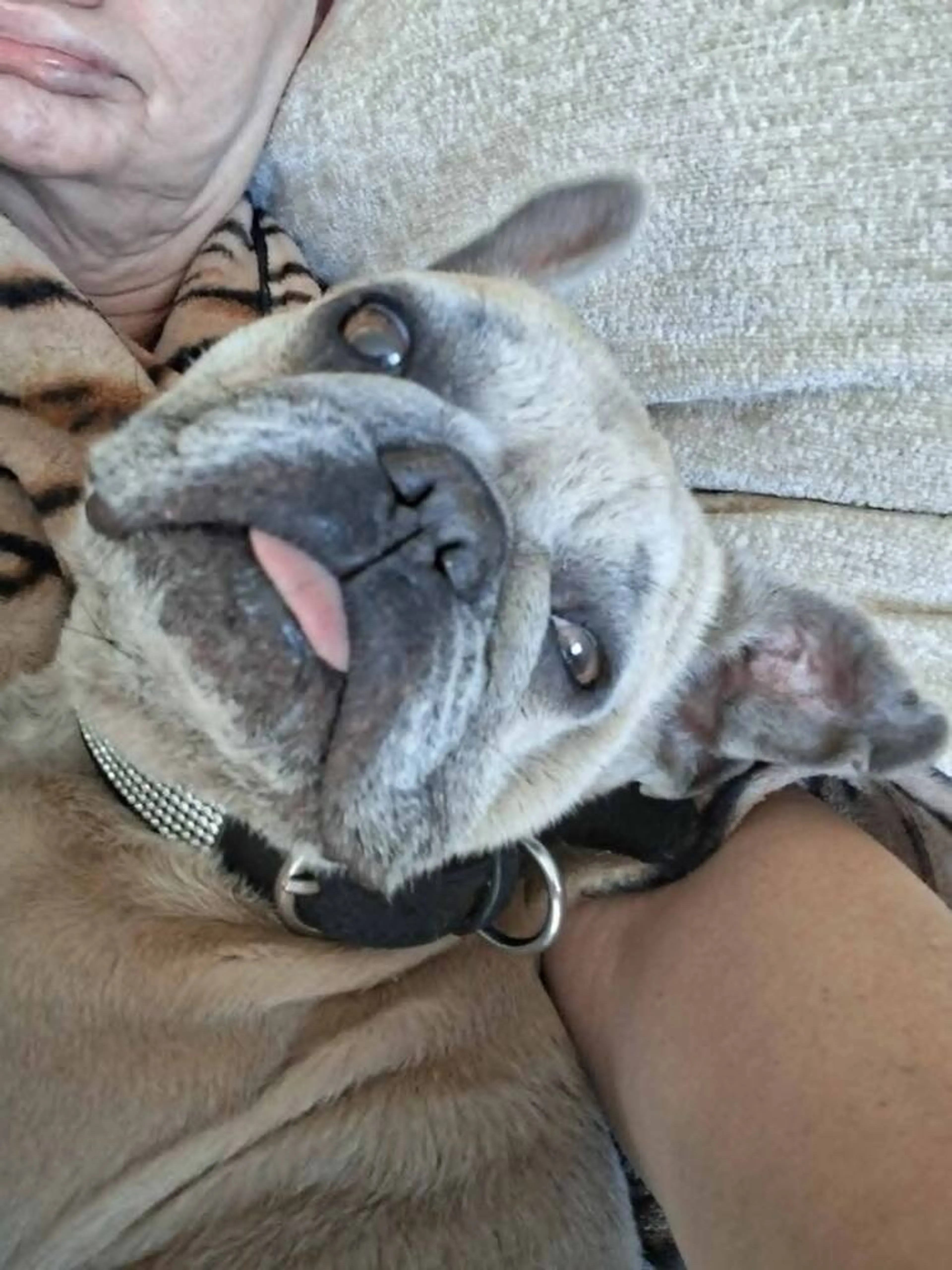 Found pet-3