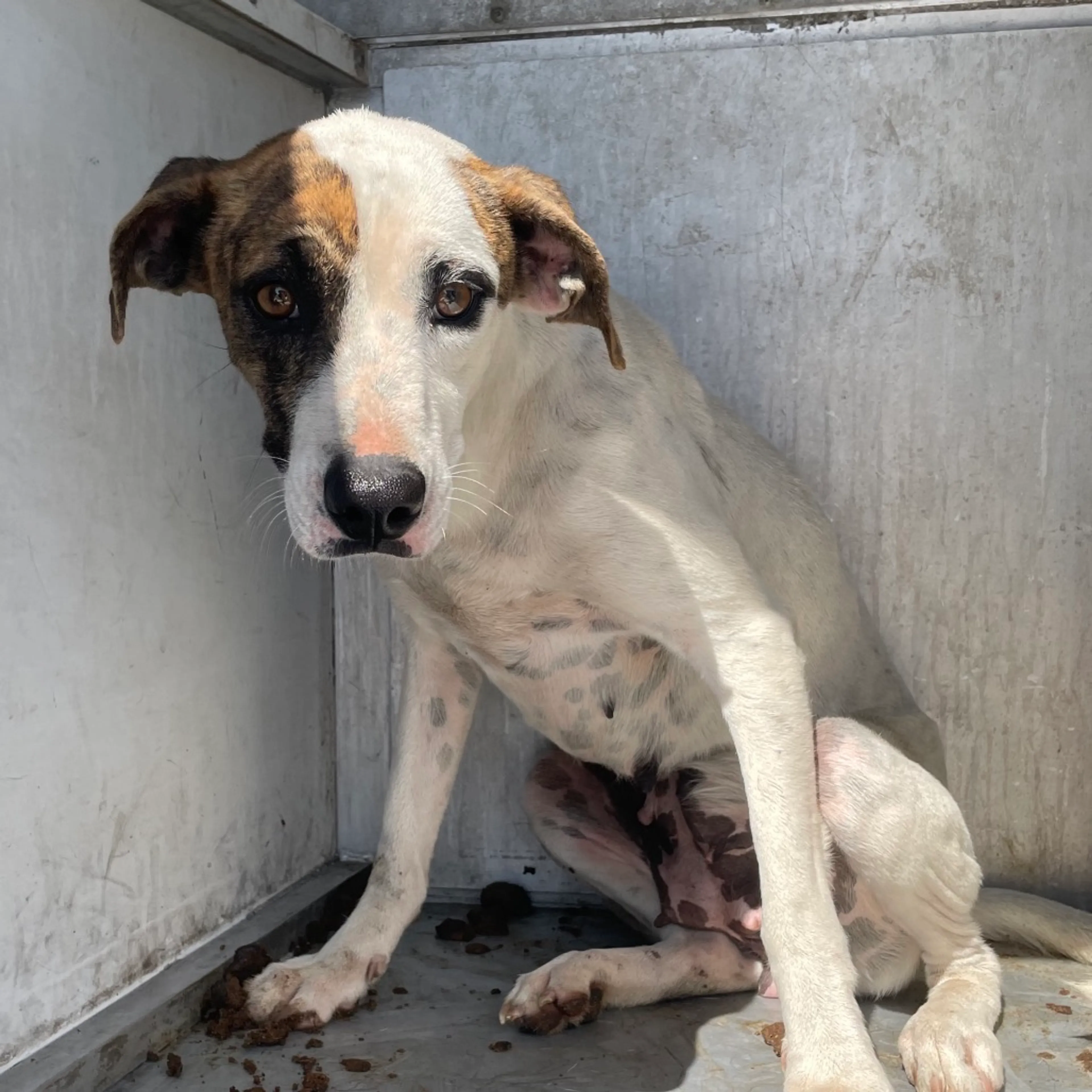Found pet-2