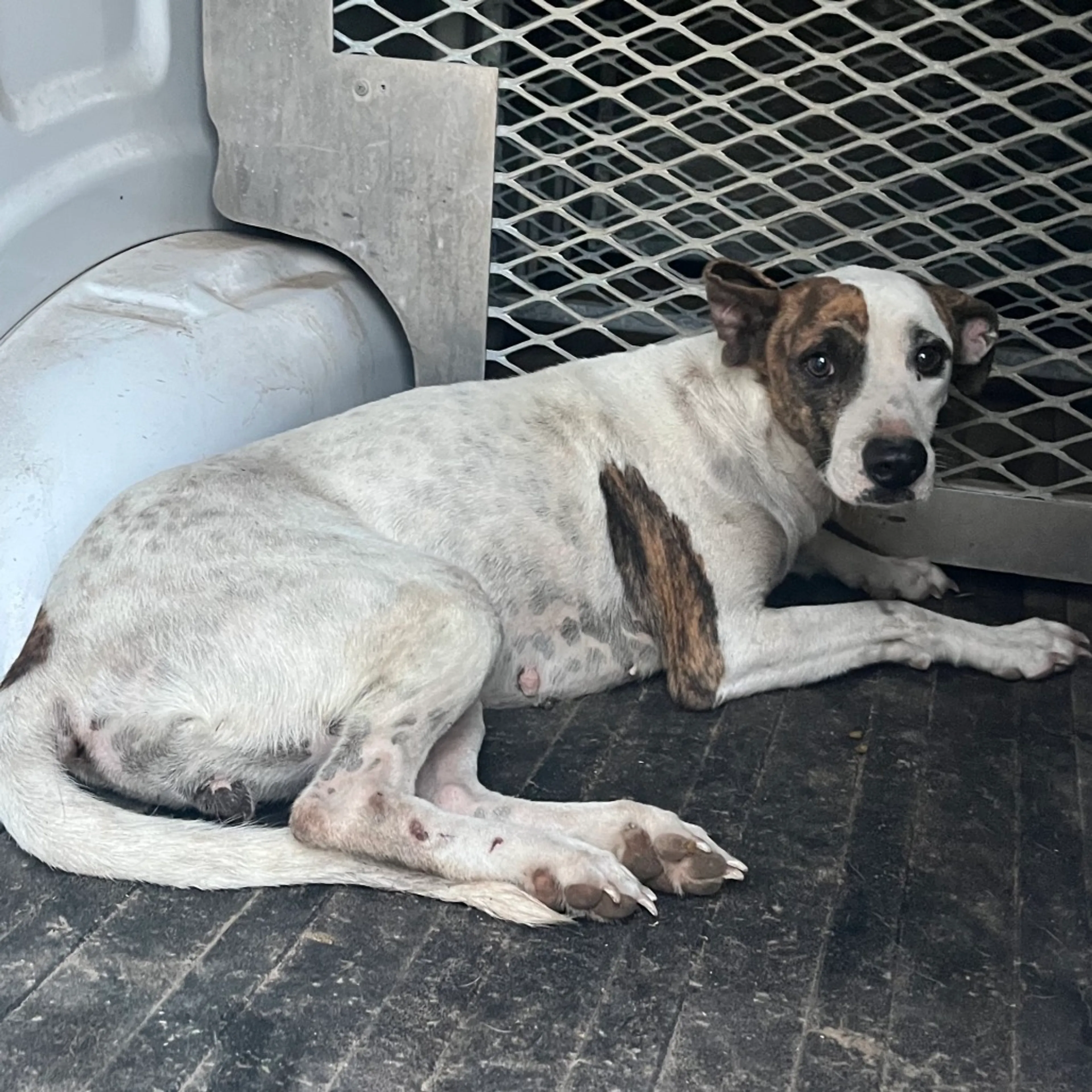 Found pet-1