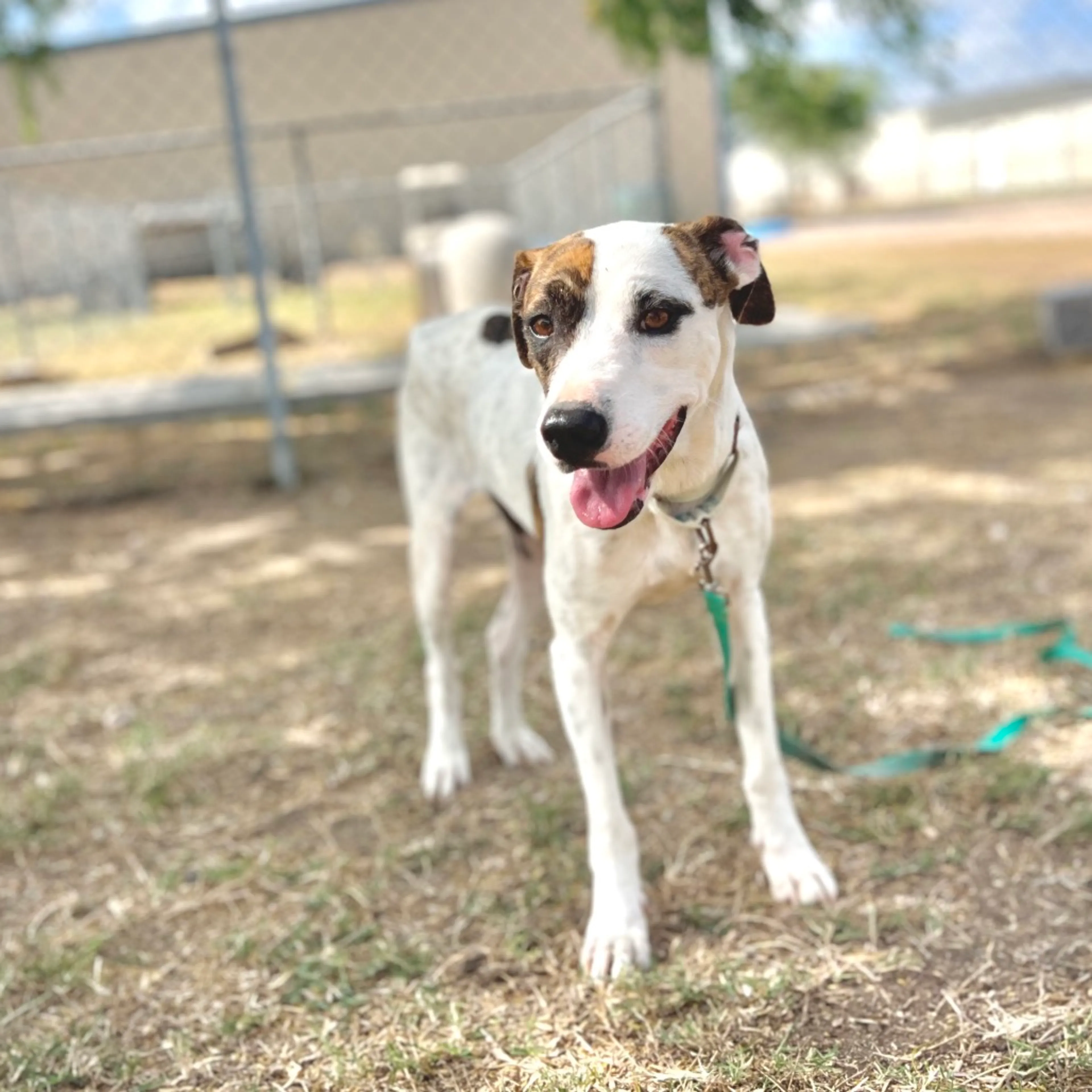 Found pet-6