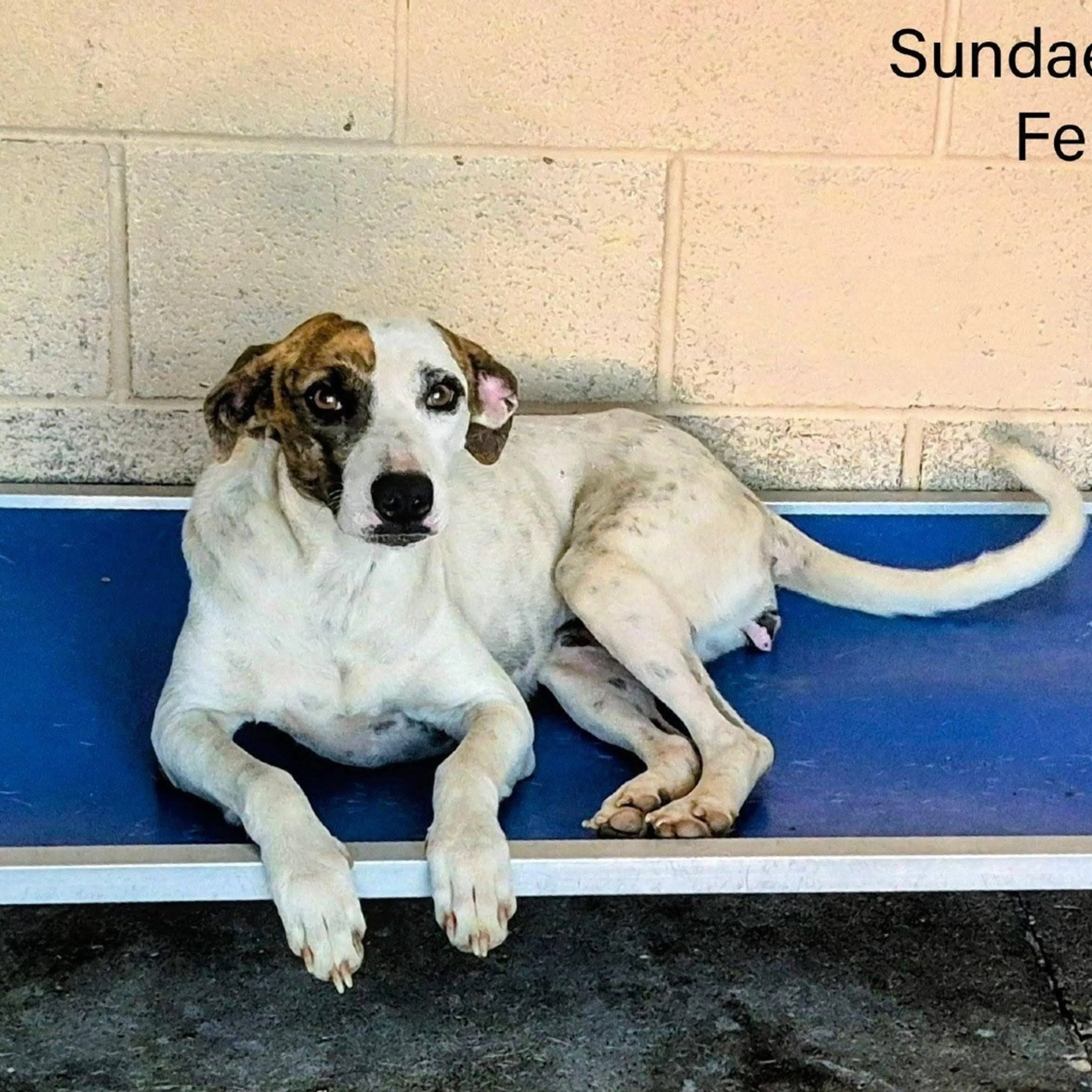 Found pet-4