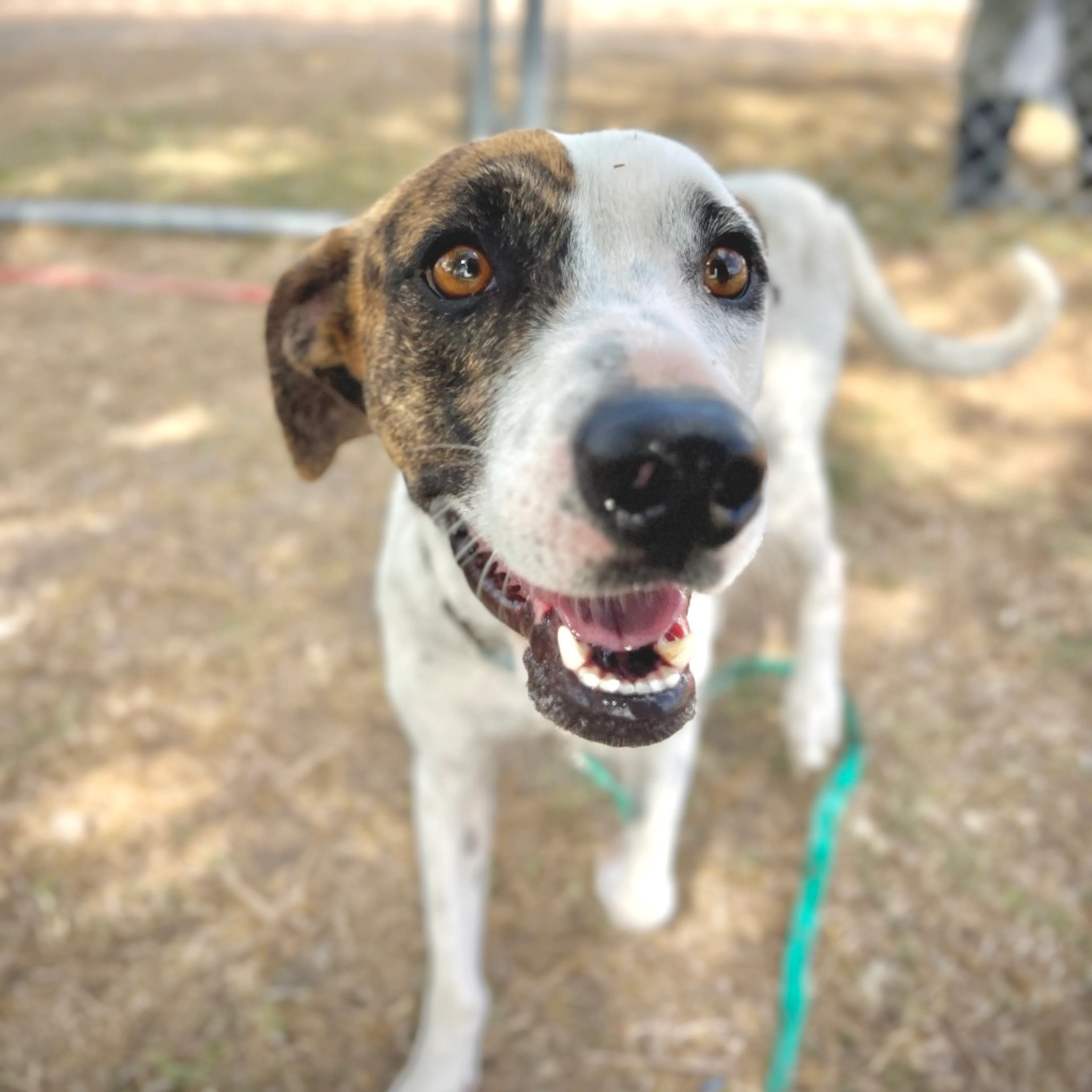 Found pet-7