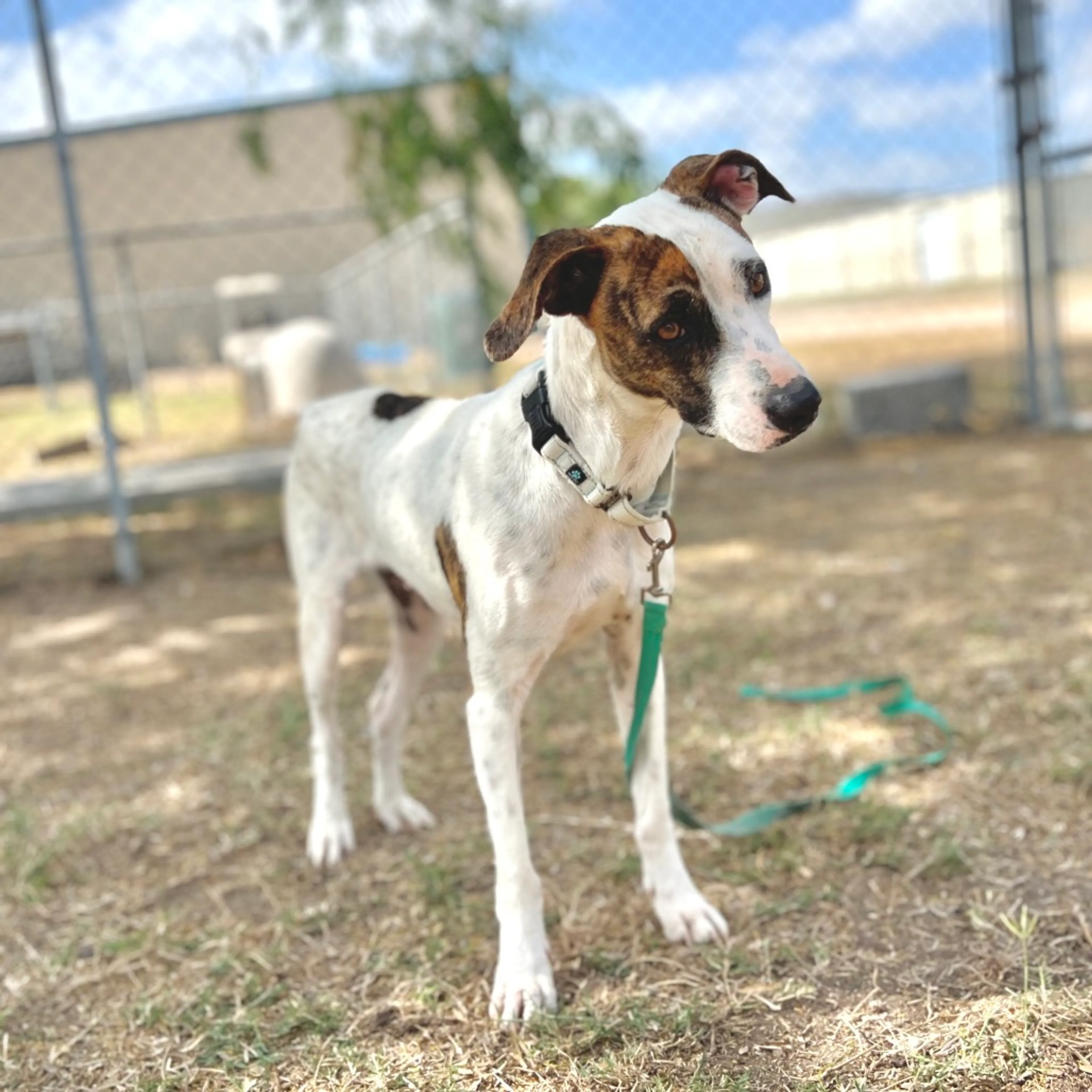 Found pet-5
