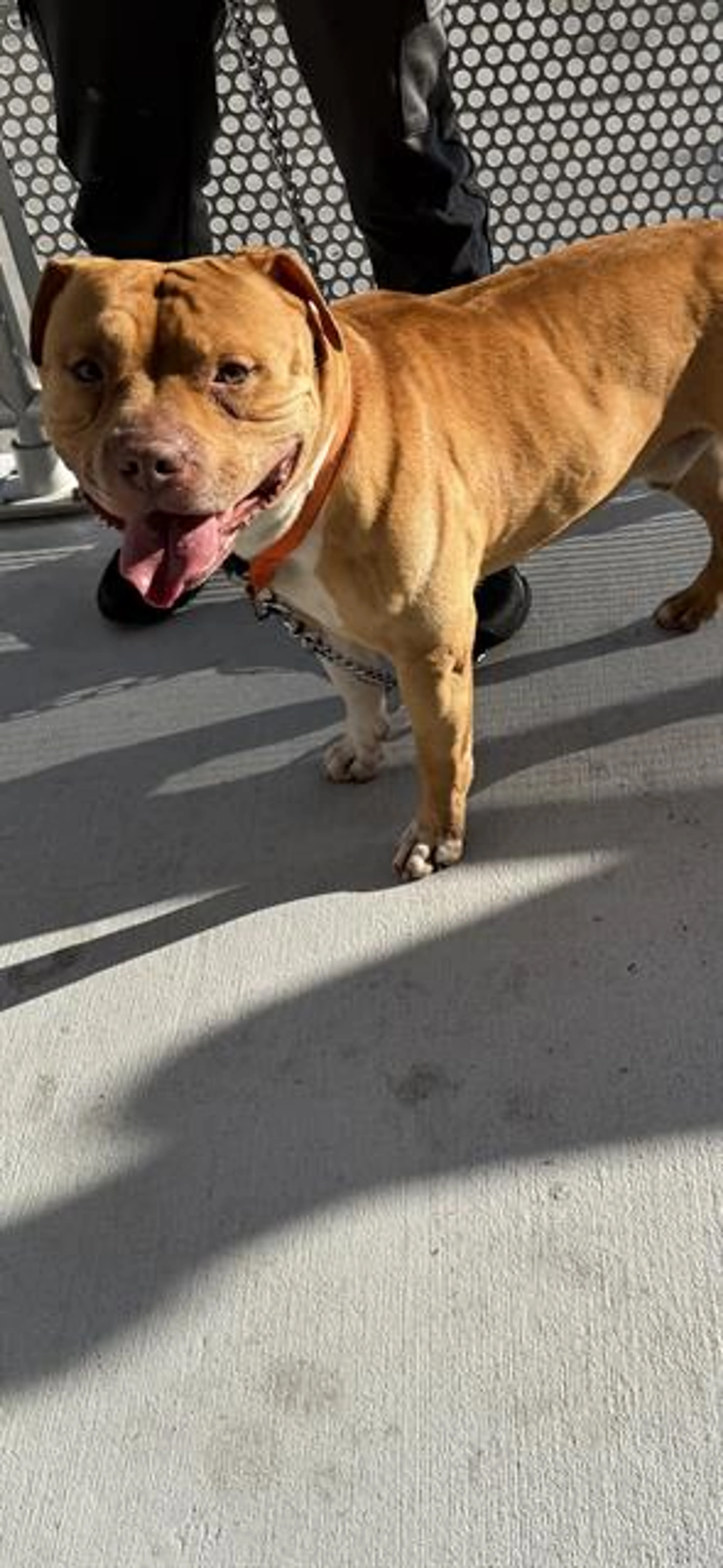 Found pet