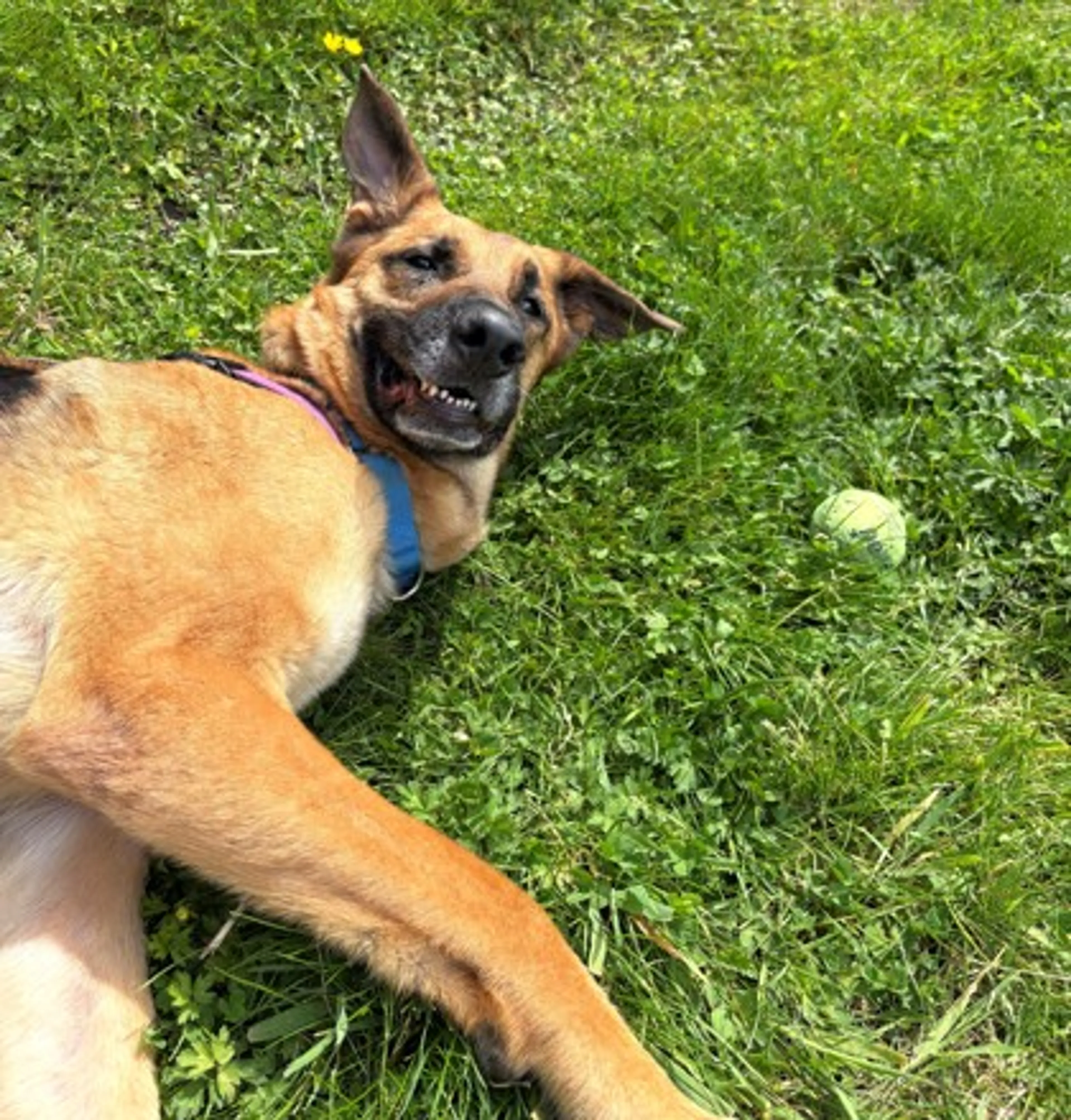 Found pet-1