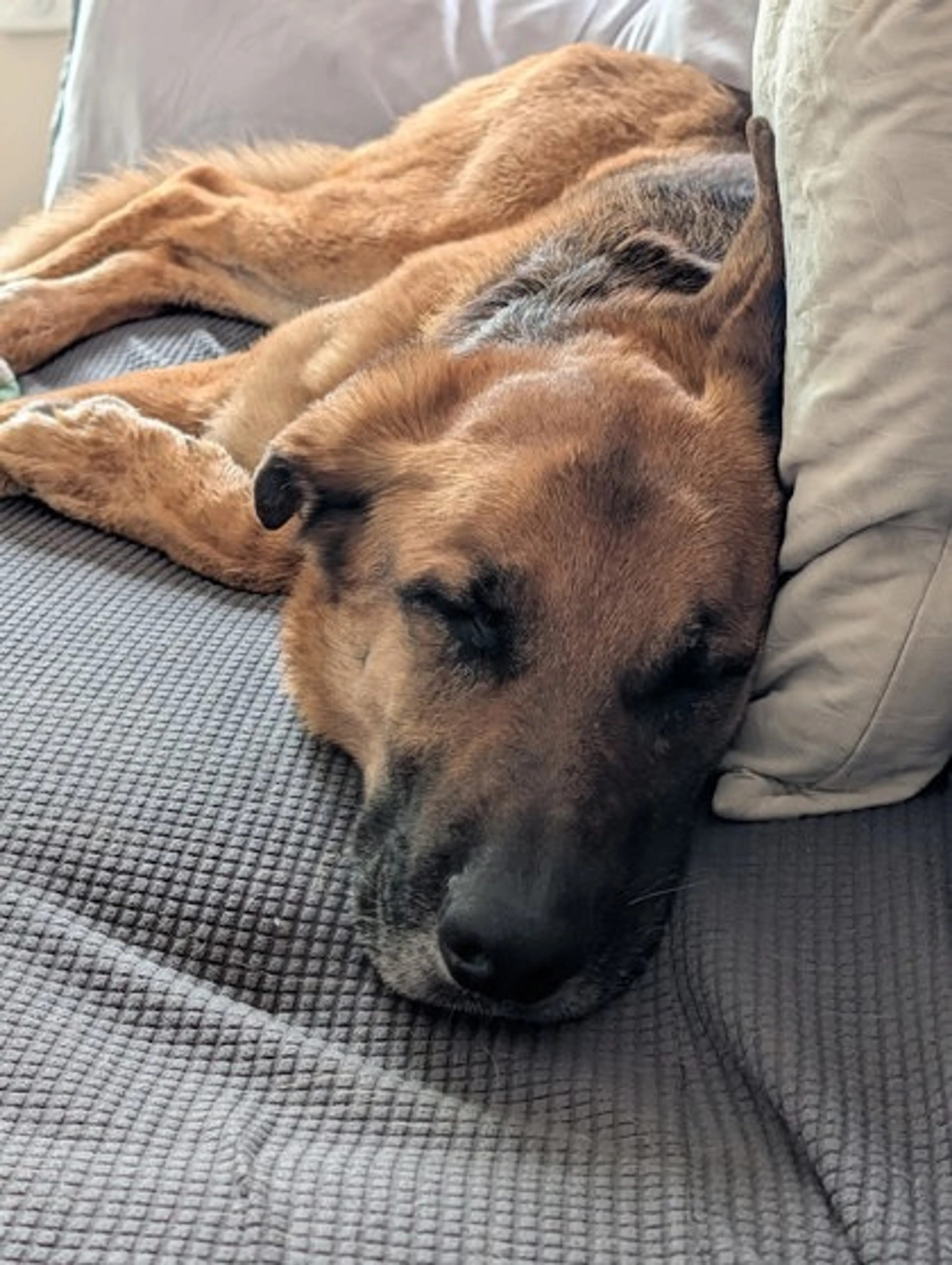 Found pet-2
