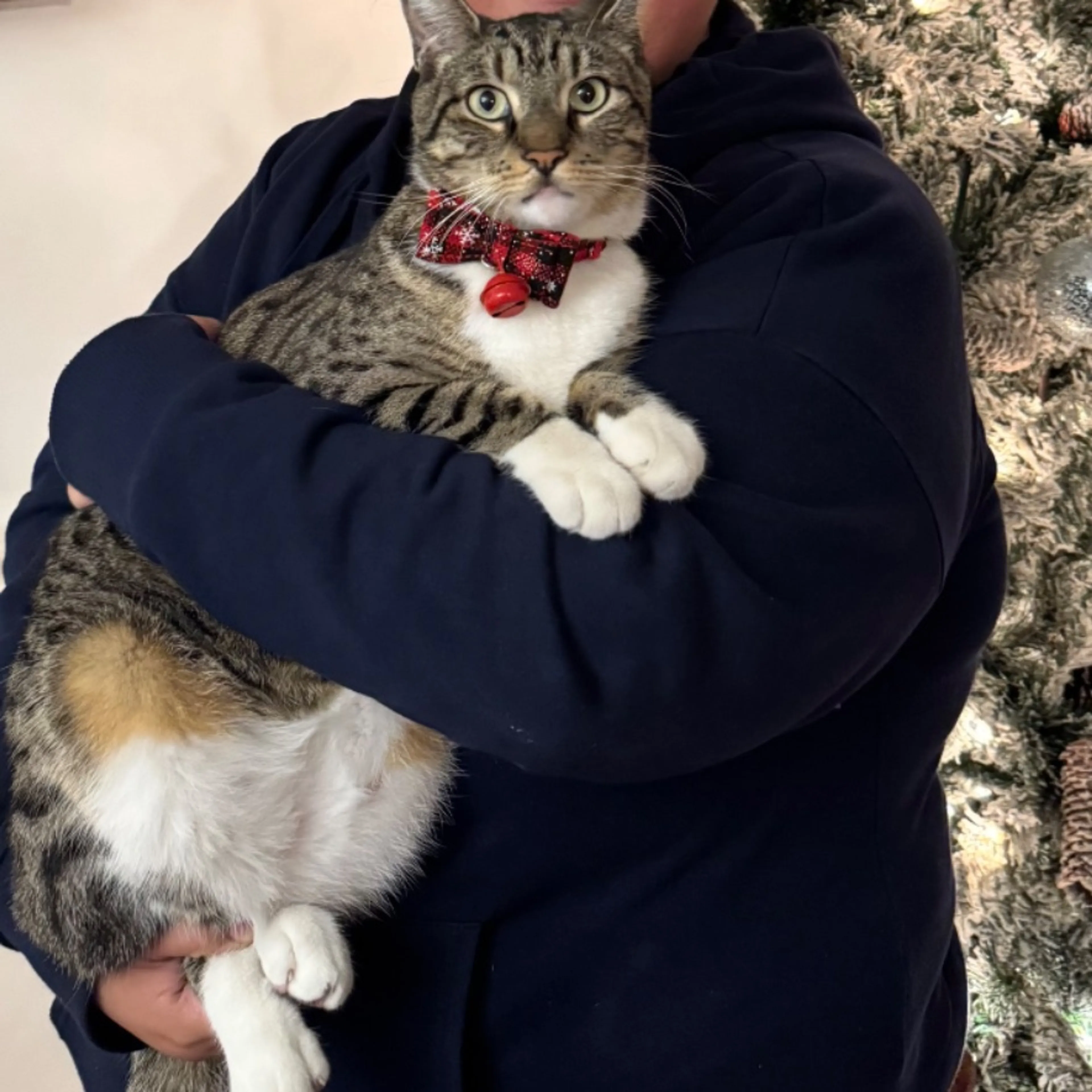 Lost pet-0