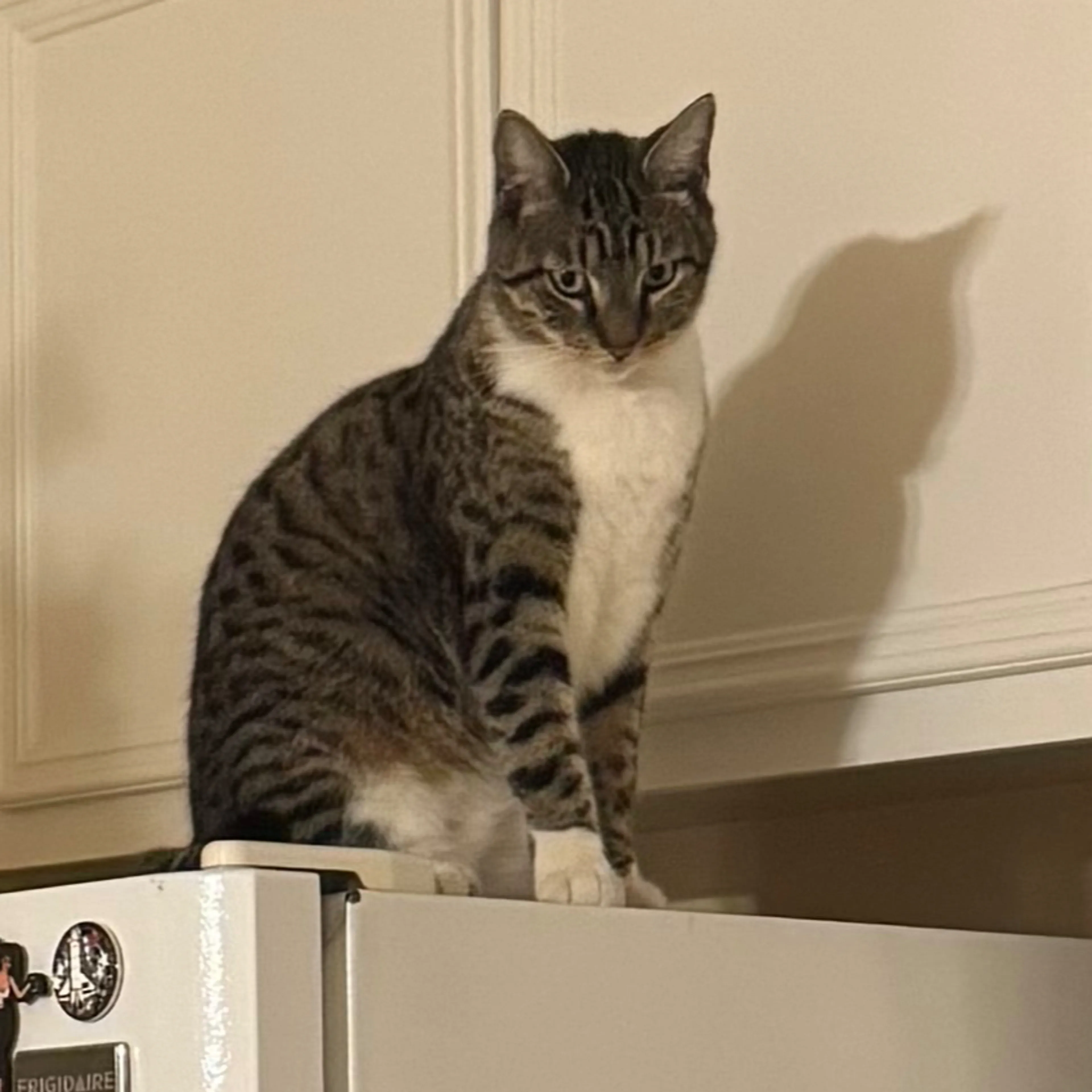 Lost pet-2