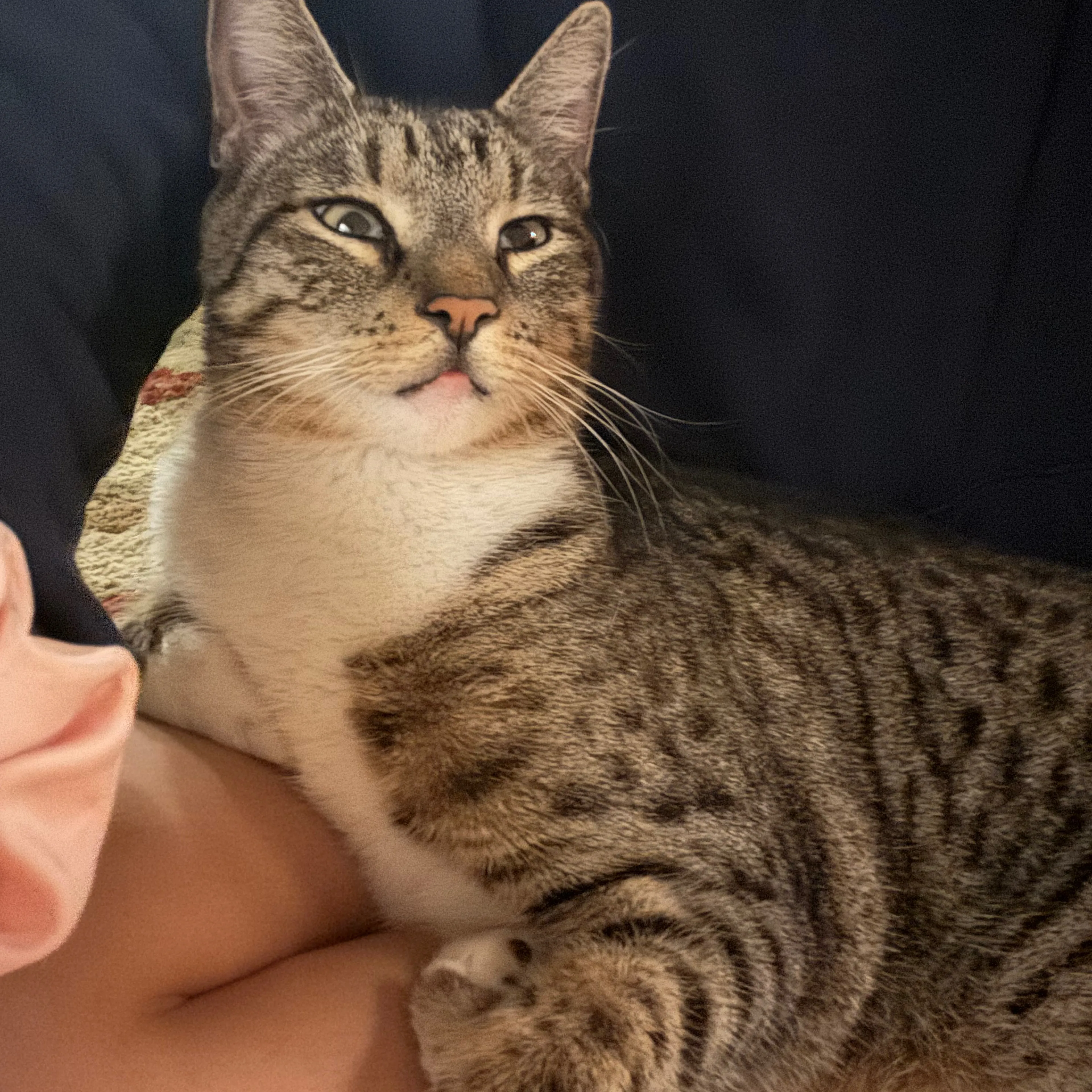 Lost pet-1